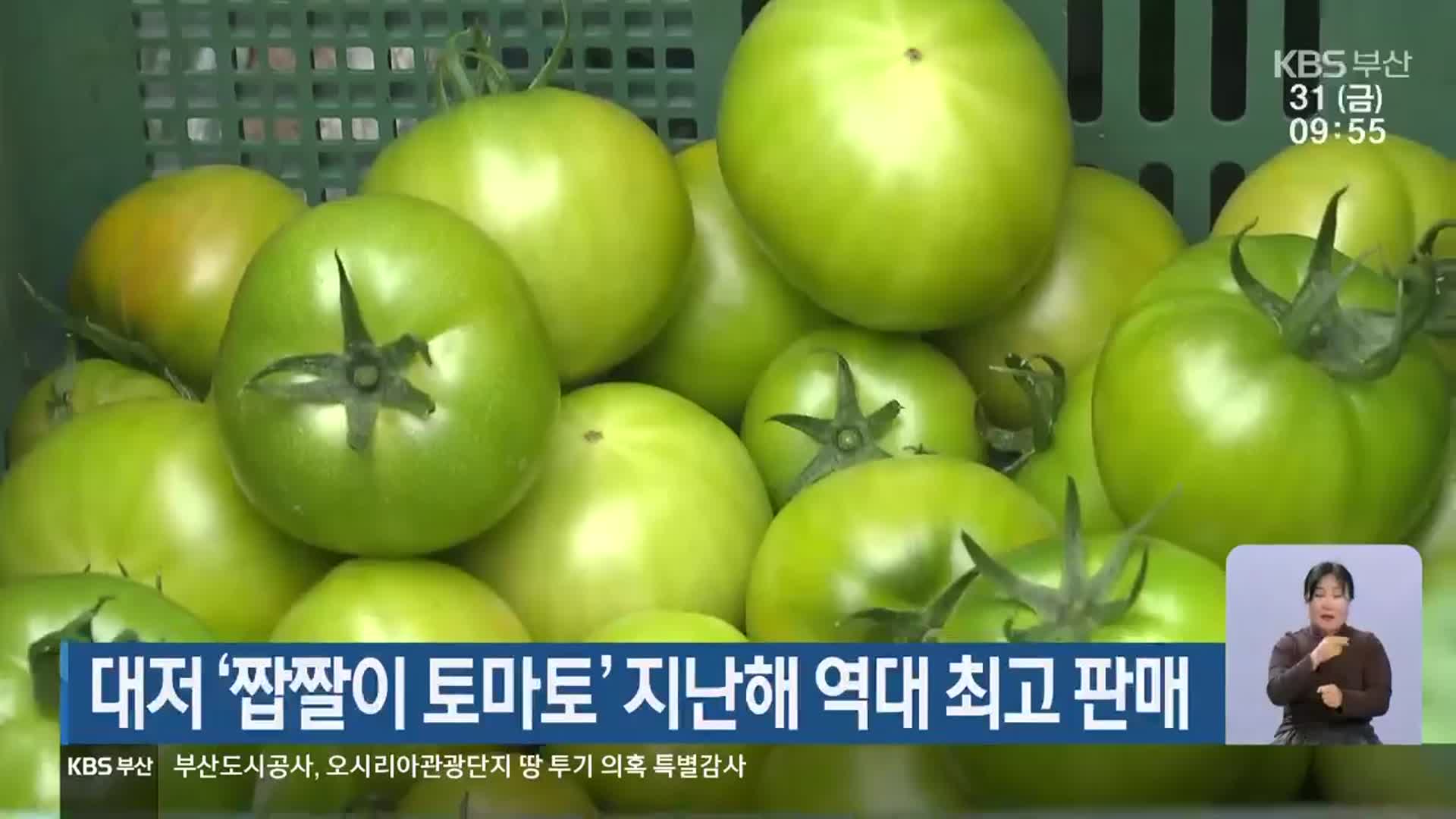 대저 ‘짭짤이 토마토’ 지난해 역대 최고 판매