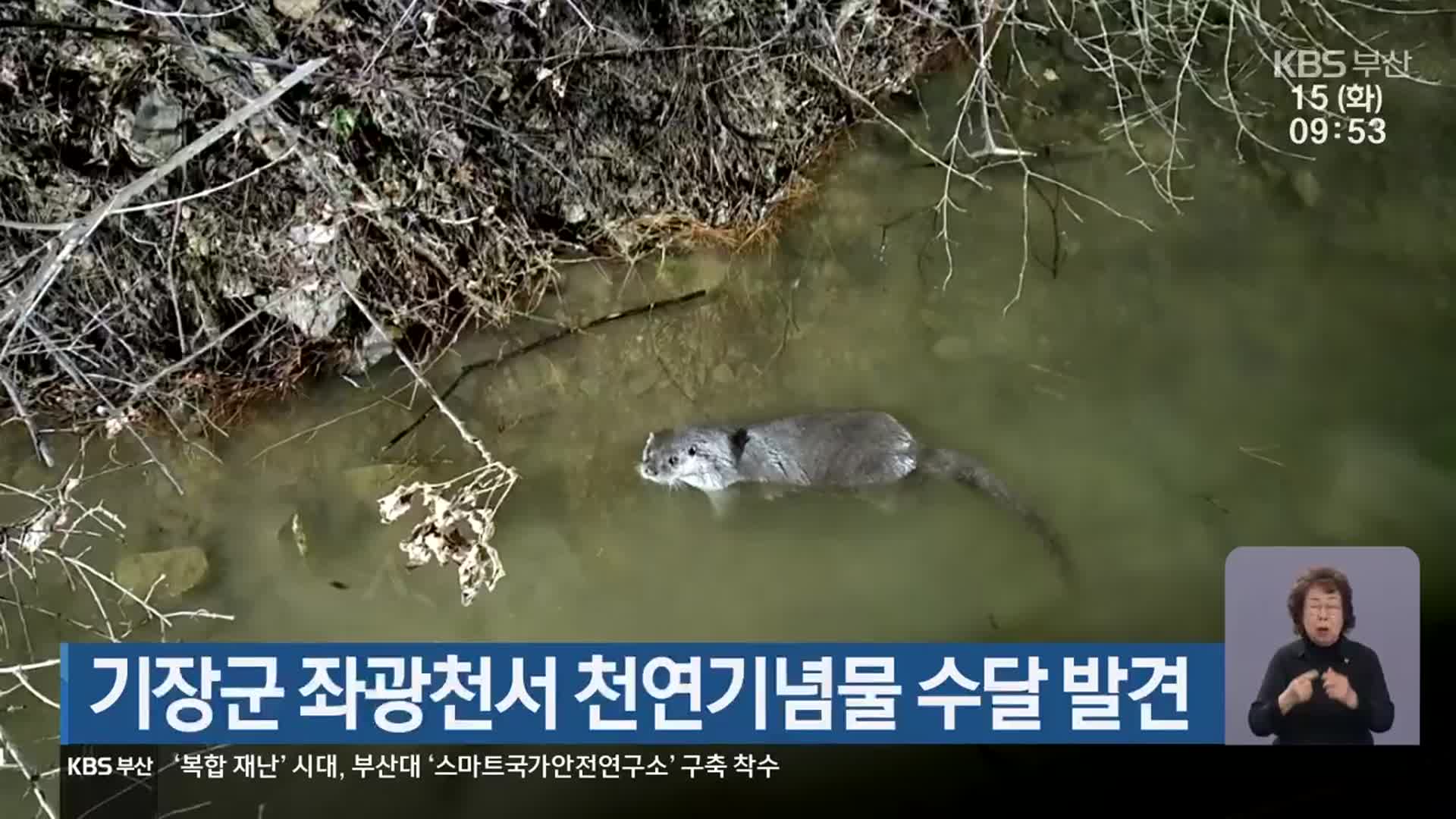 기장군 좌광천서 천연기념물 수달 발견