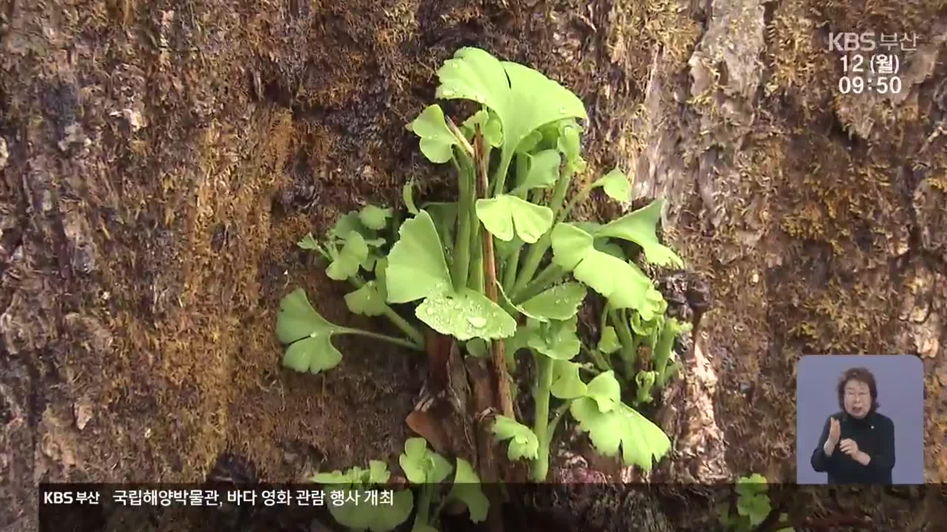 화마 소실 천년 은행나무, 소생 기원