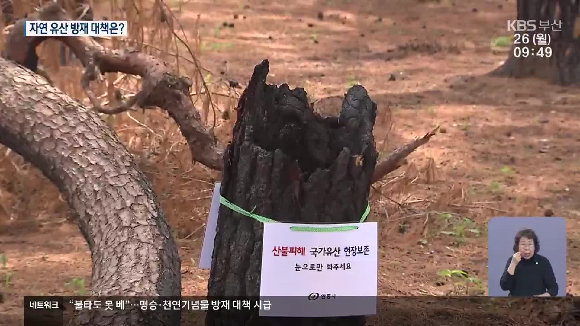 “불타도 못 베”…자연 유산 방재 대책 시급