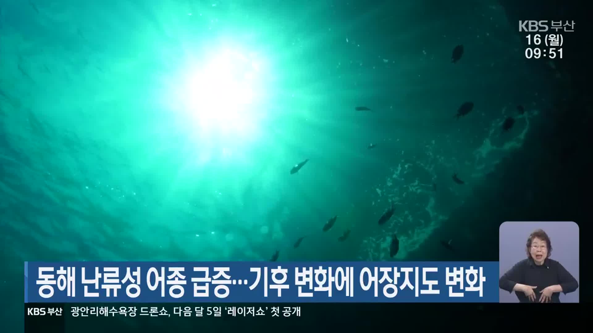 동해 난류성 어종 급증…기후 변화에 어장지도 변화