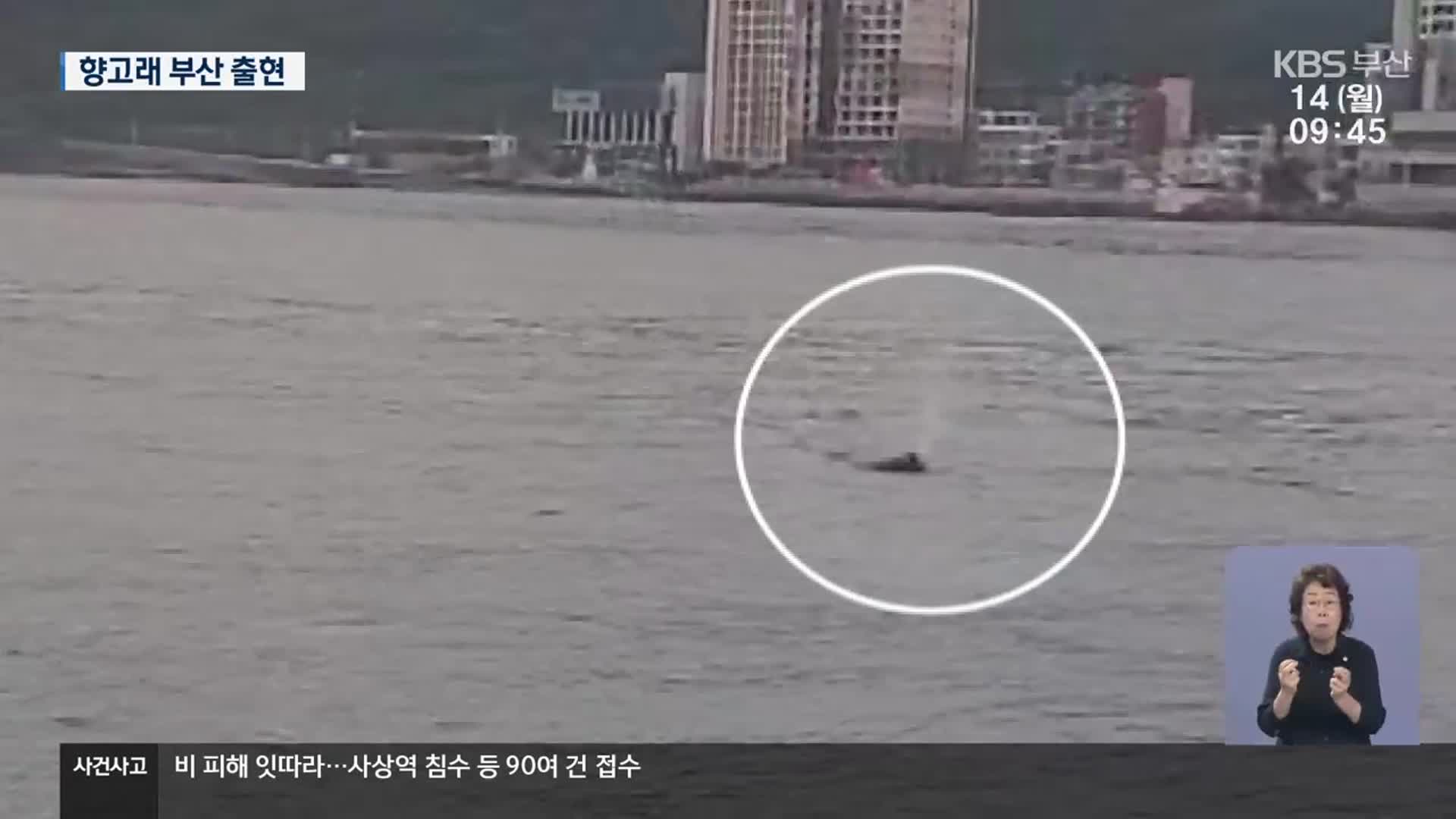 향고래 부산 연안에…사망사고 잇따라