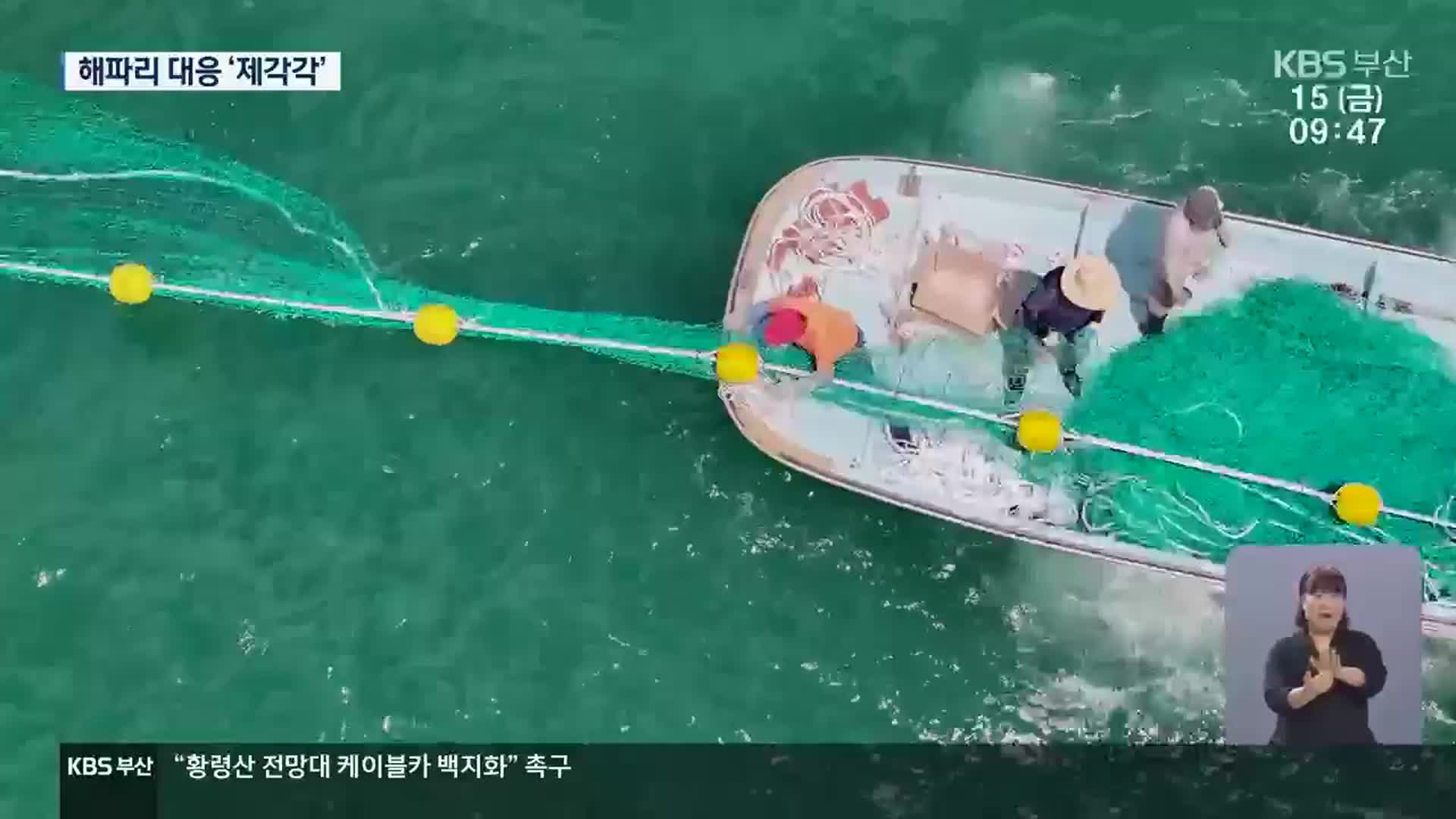 해파리 차단망 설치 제각각…쏘임 사고 기승