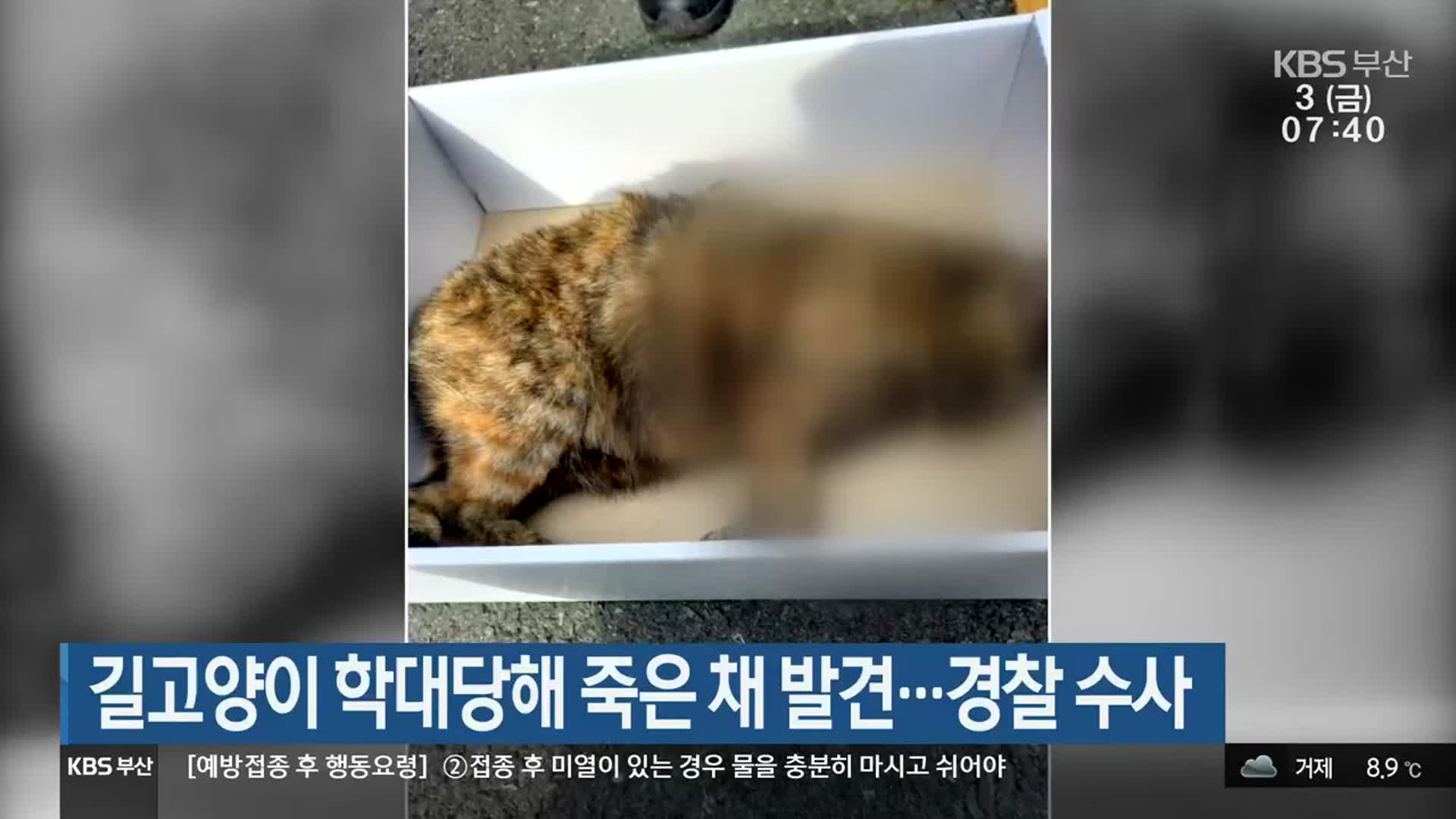 길고양이 학대당해 죽은 채 발견…경찰 수사