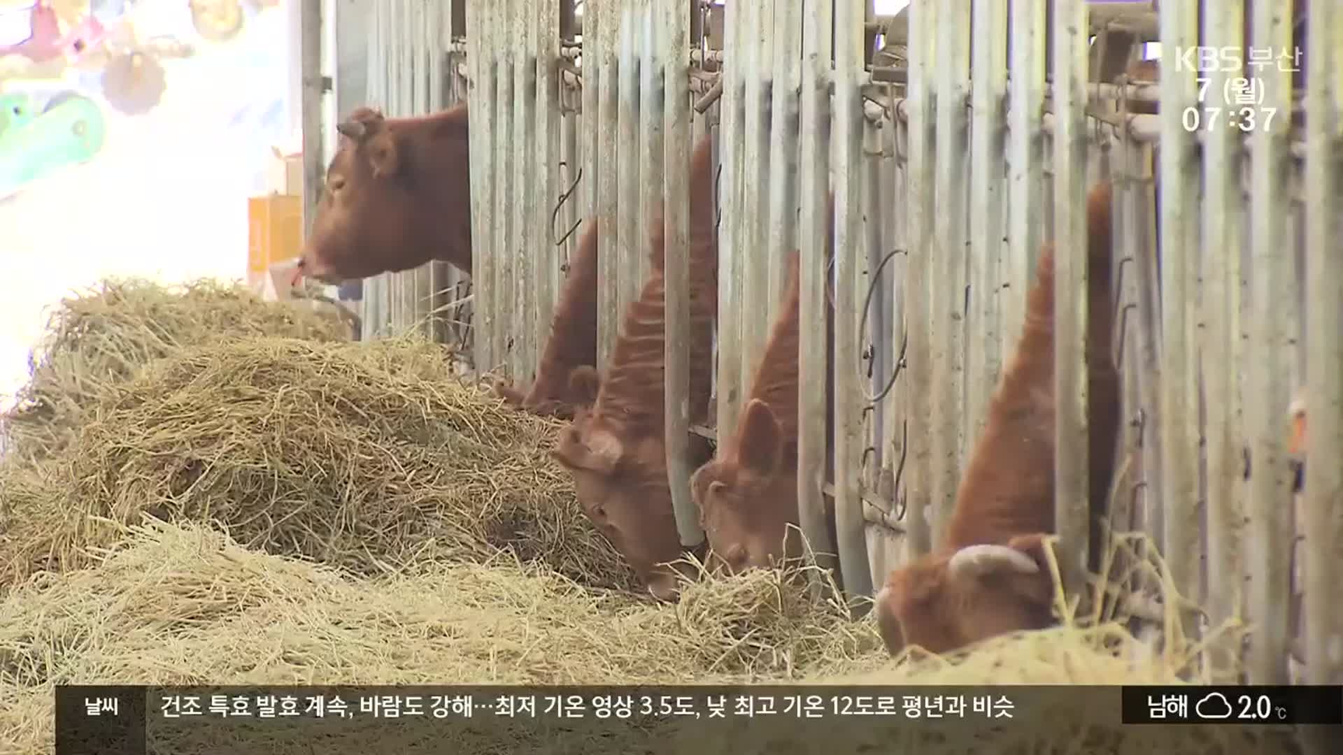 송아지값 1년 새 100만 원씩 폭락…“대응책 시급”