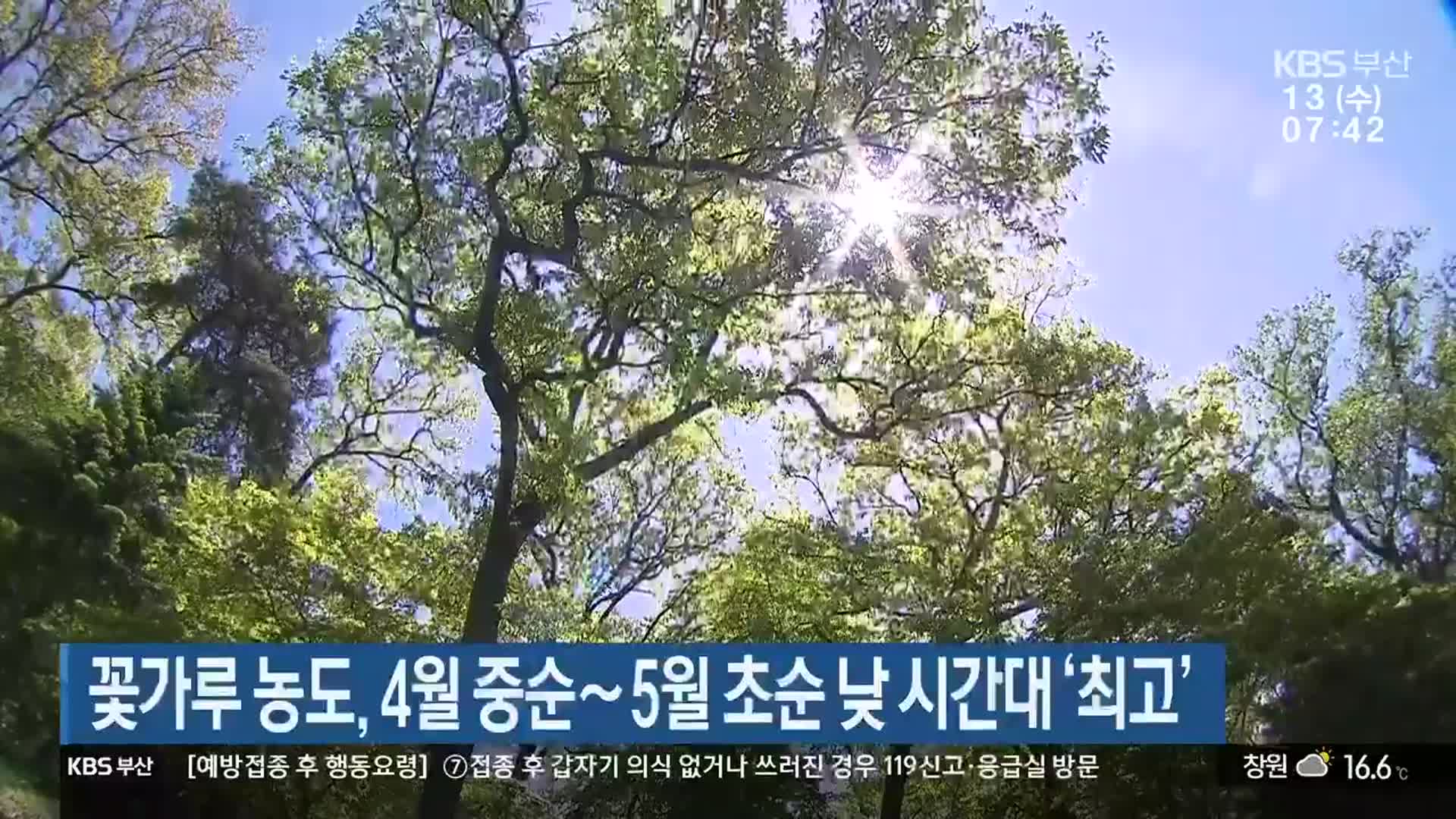 부산 꽃가루 농도, 4월 중순∼5월 초순 낮 시간대 ‘최고’