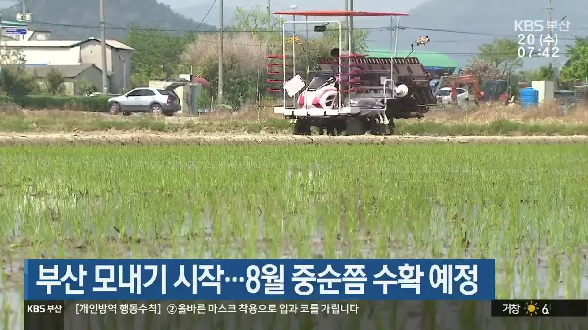 부산 모내기 시작…8월 중순쯤 수확 예정