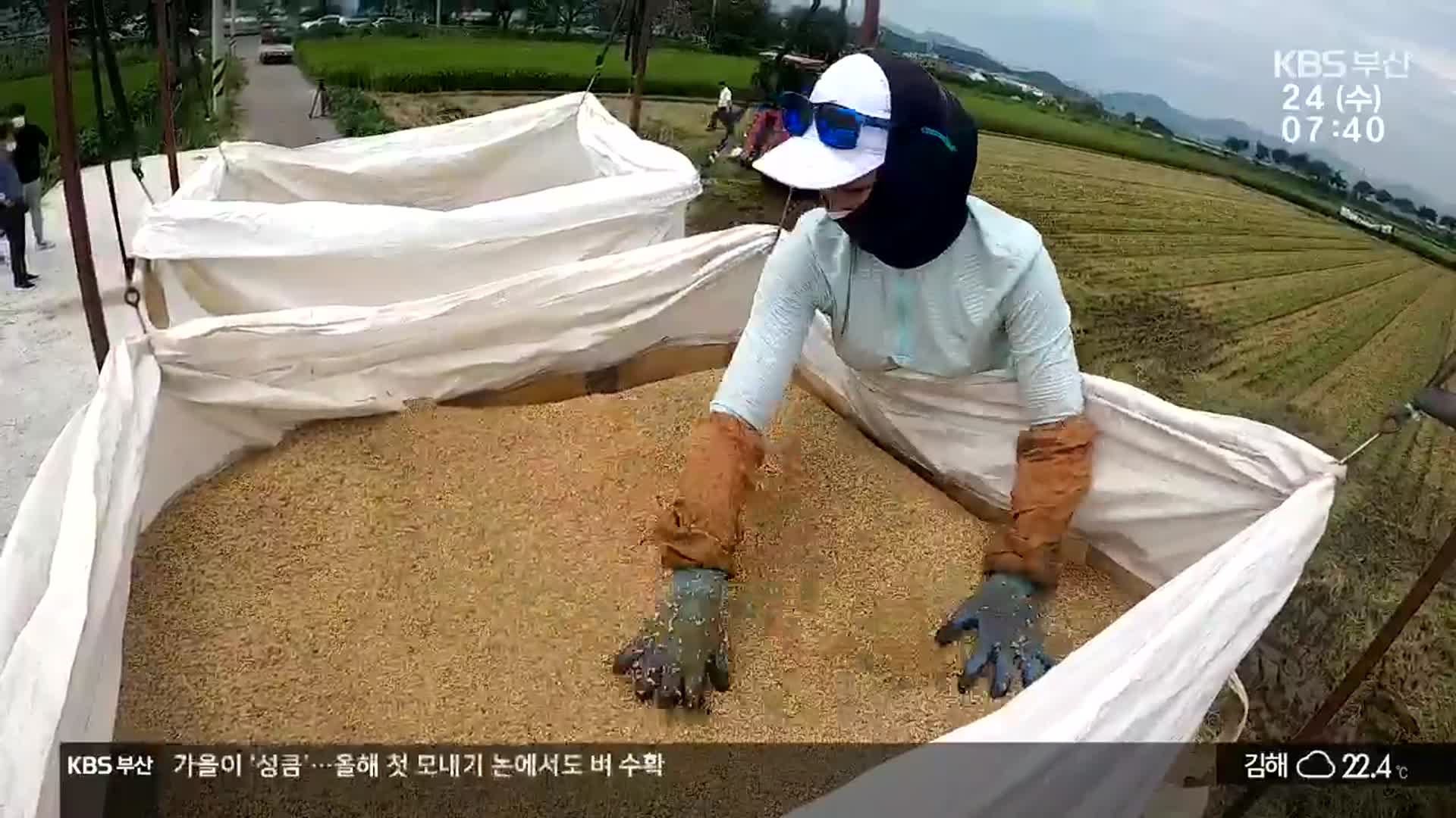 처서, 가을이 ‘성큼’…본격적인 벼 수확
