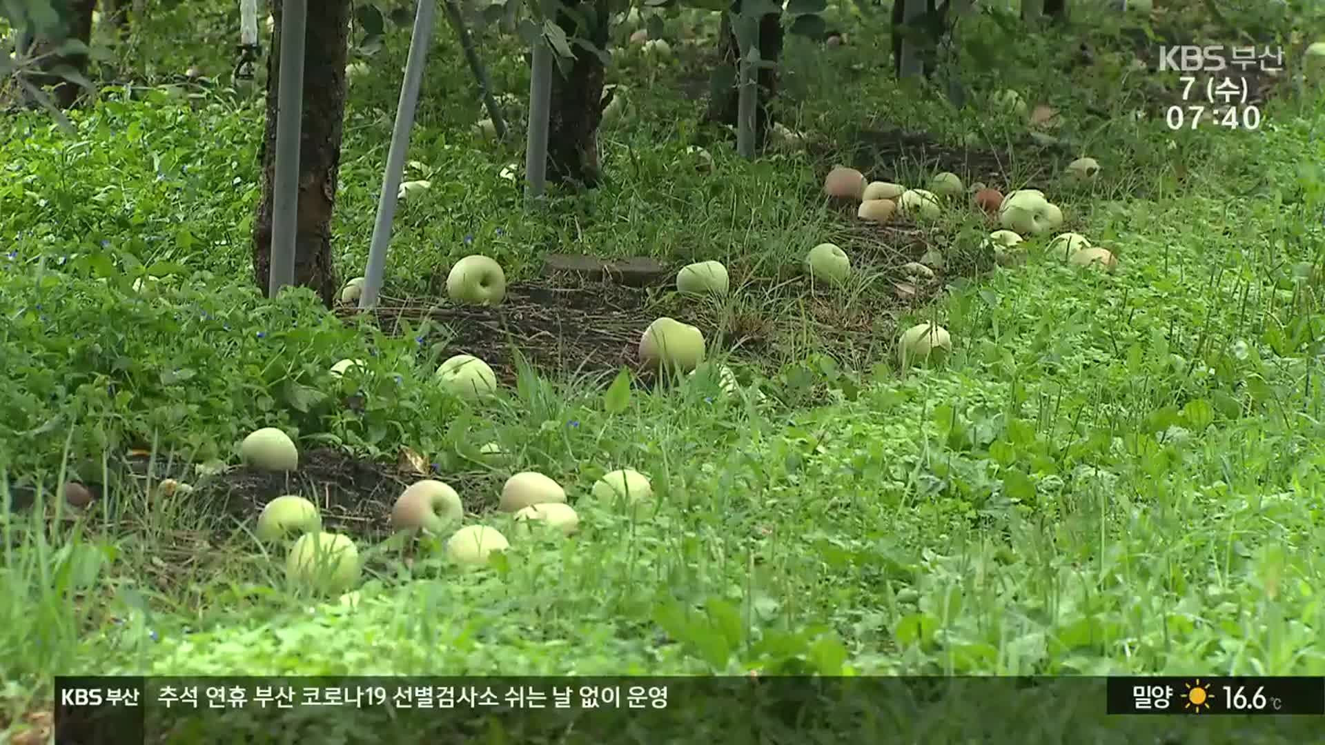 추석 앞두고 사과·배 낙과, 벼 침수…애타는 농심