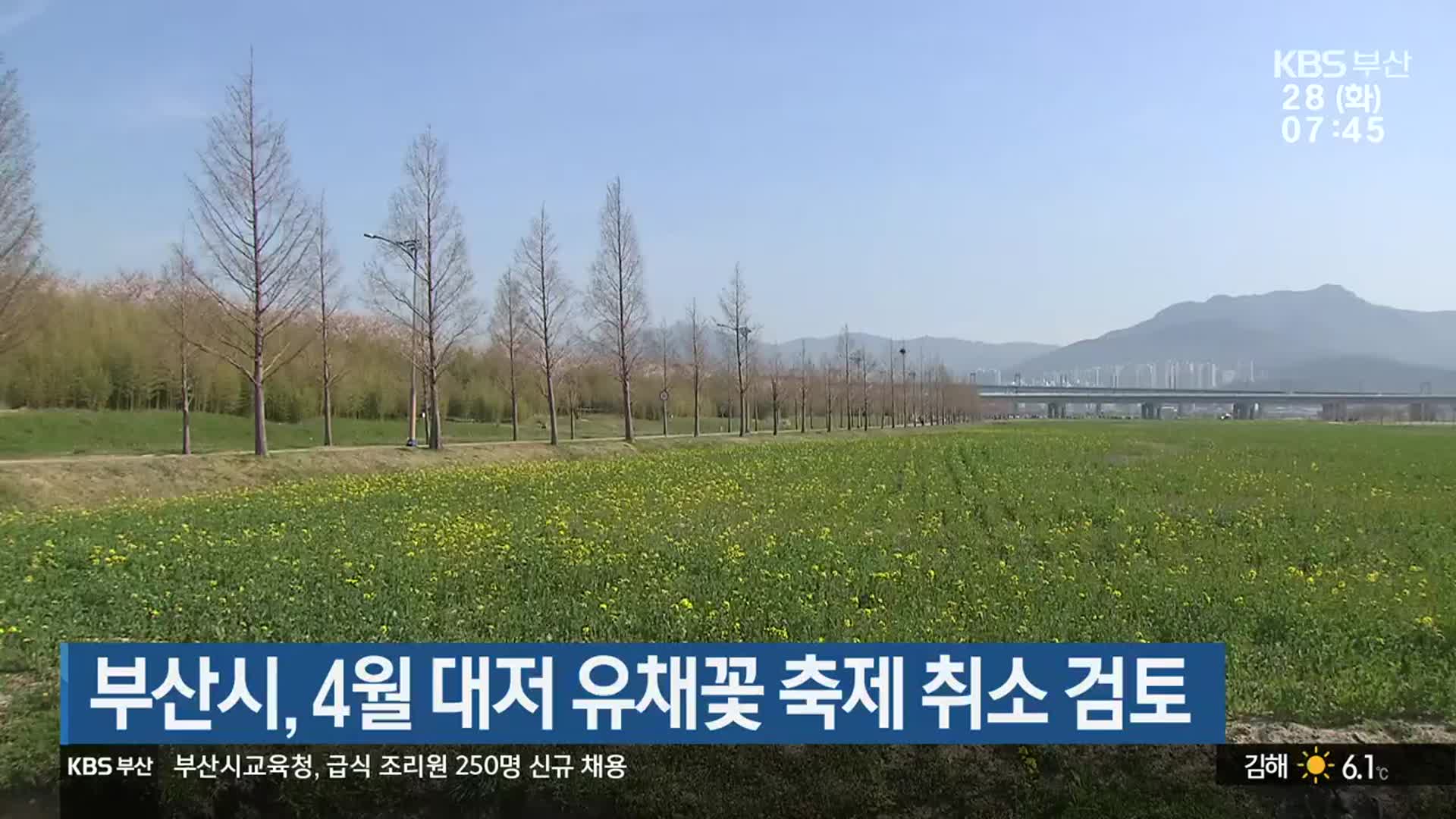 부산시, 4월 대저 유채꽃 축제 취소 검토