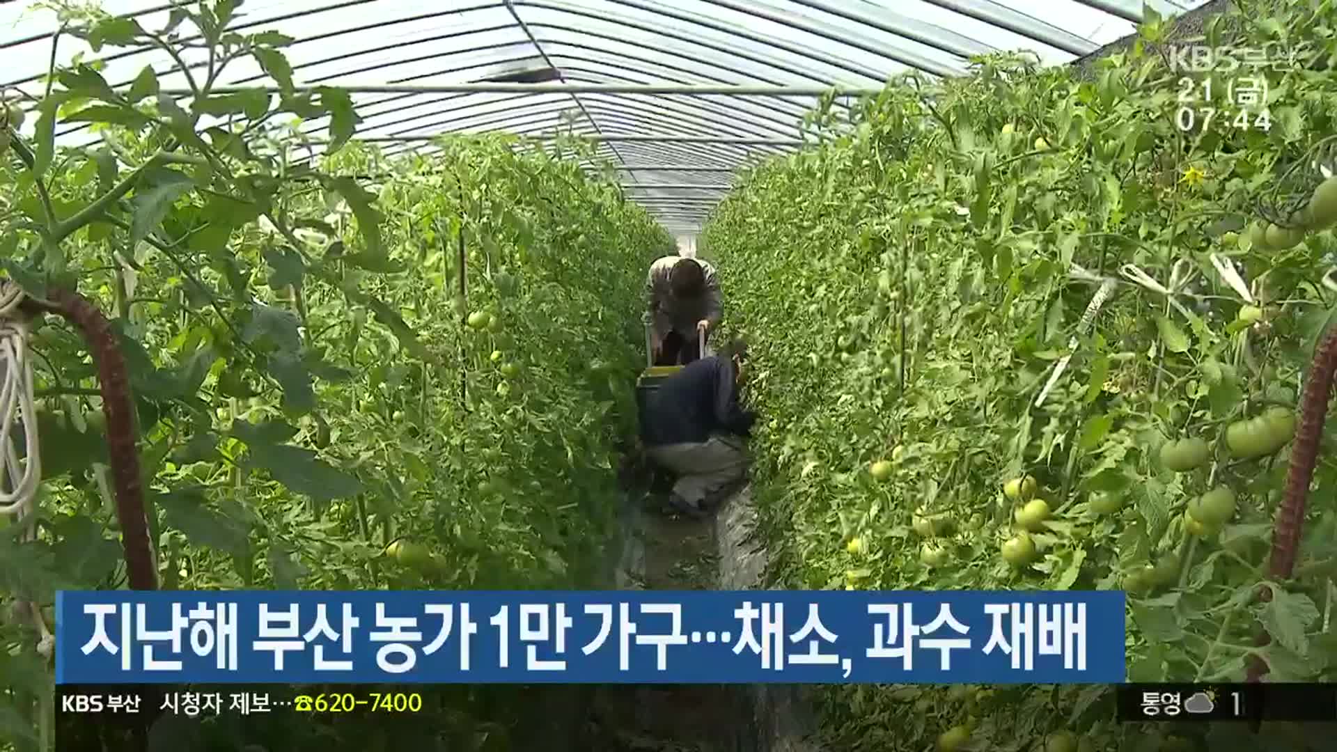 지난해 부산 농가 1만 가구…채소, 과수 재배