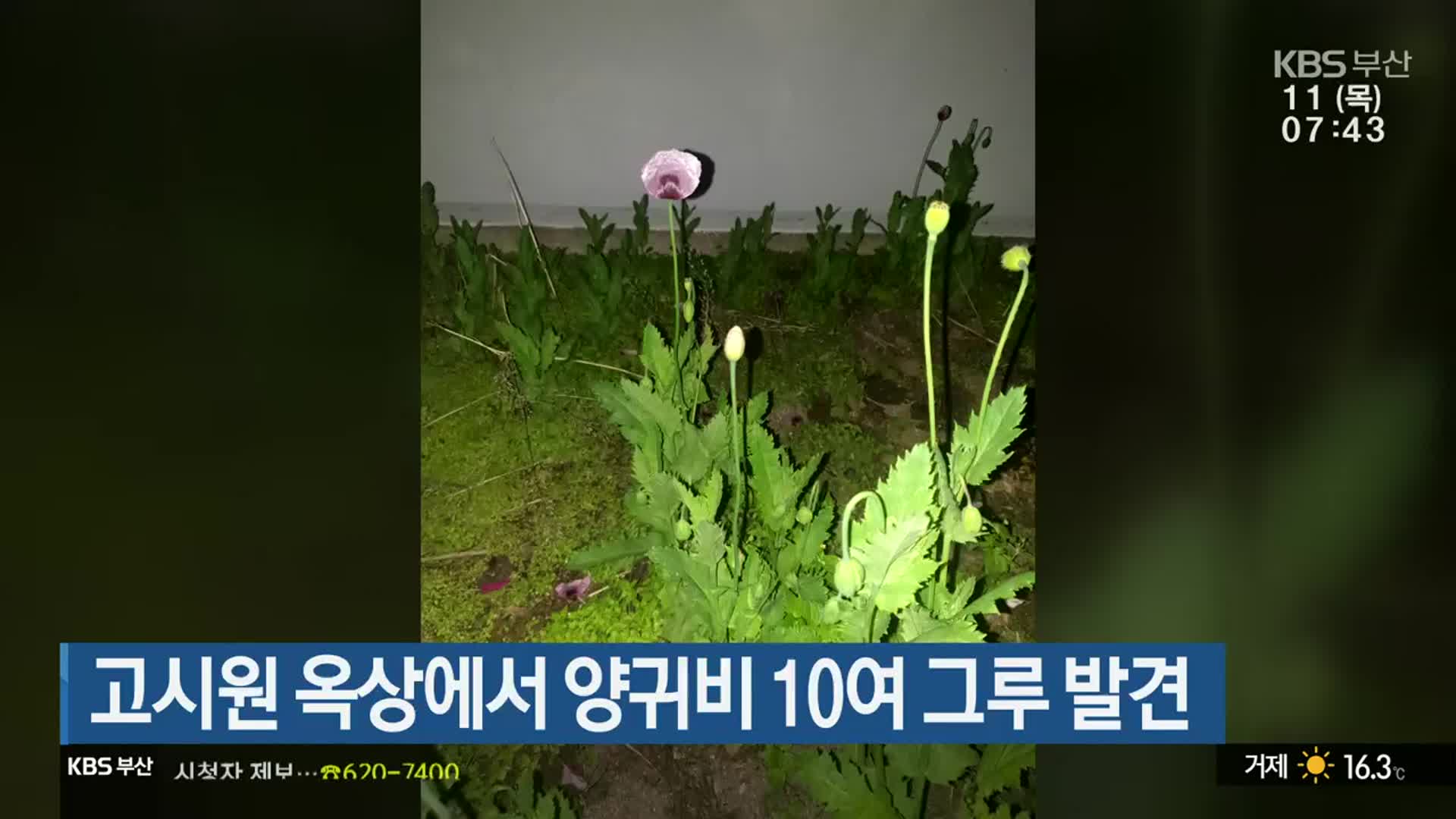 고시원 옥상에서 양귀비 10여 그루 발견