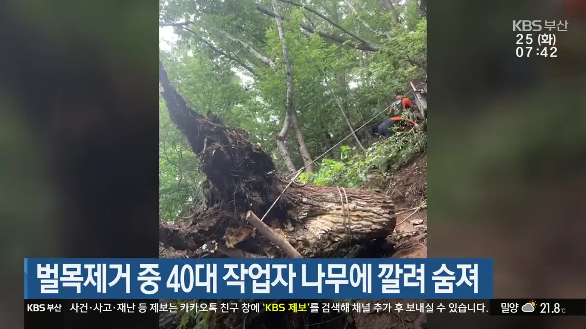 벌목제거 중 40대 작업자 나무에 깔려 숨져