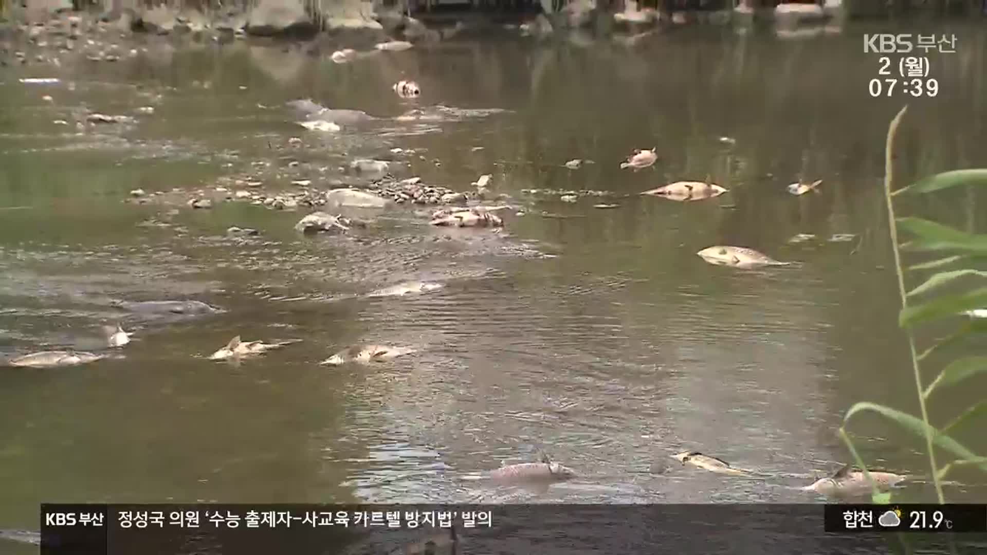 수영강 잉어떼 집단 폐사…악취 진동