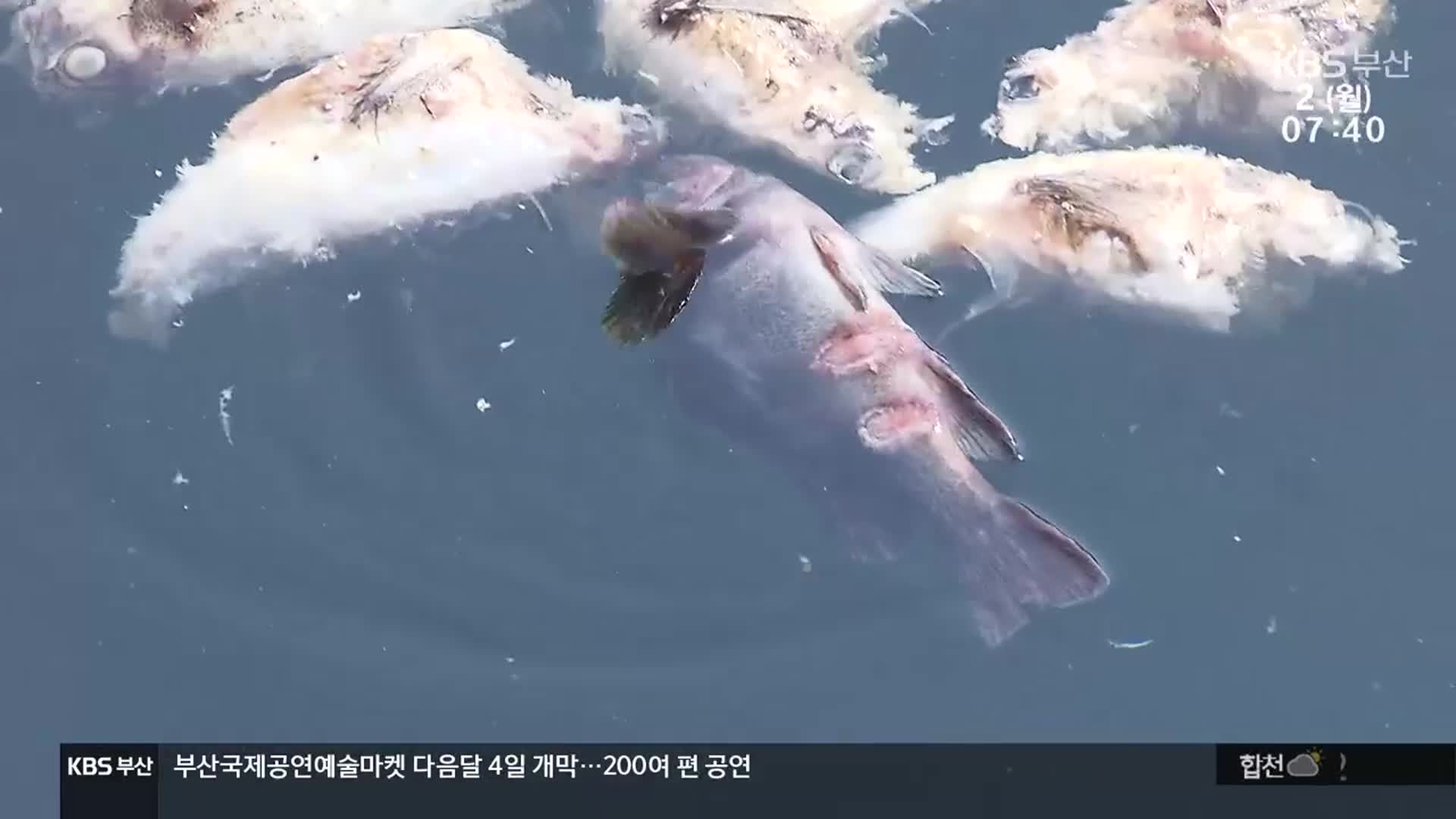 역대급 피해에도…방류·특별재난지역 ‘글쎄’