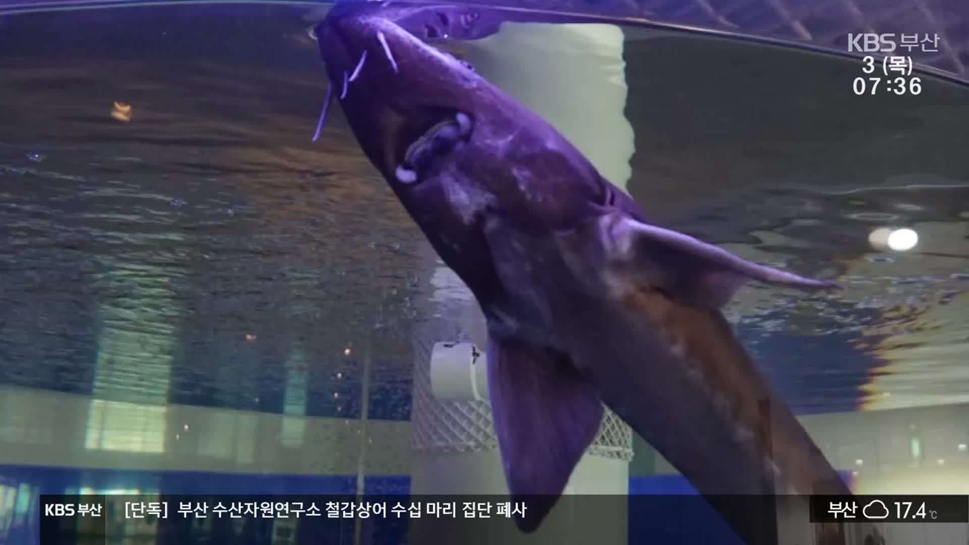 철갑상어 폐사…보호는 커녕 원인도 몰라