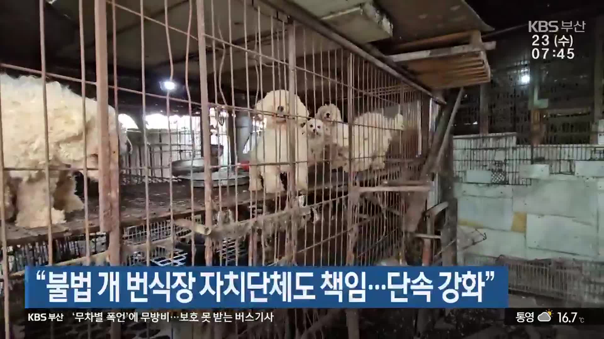 “불법 개 번식장 자치단체도 책임…단속 강화”