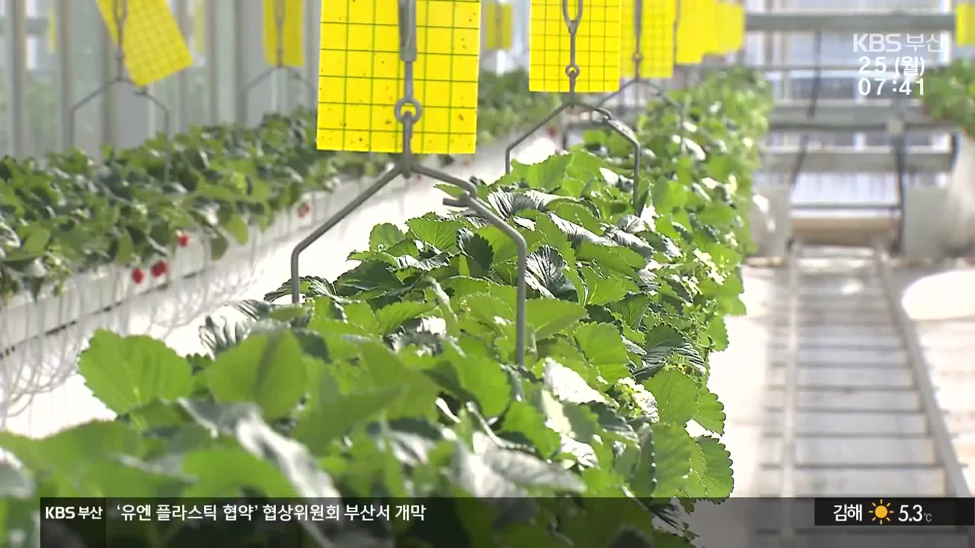 스마트팜 혁신밸리, 전기세 없어 작물 못 키워