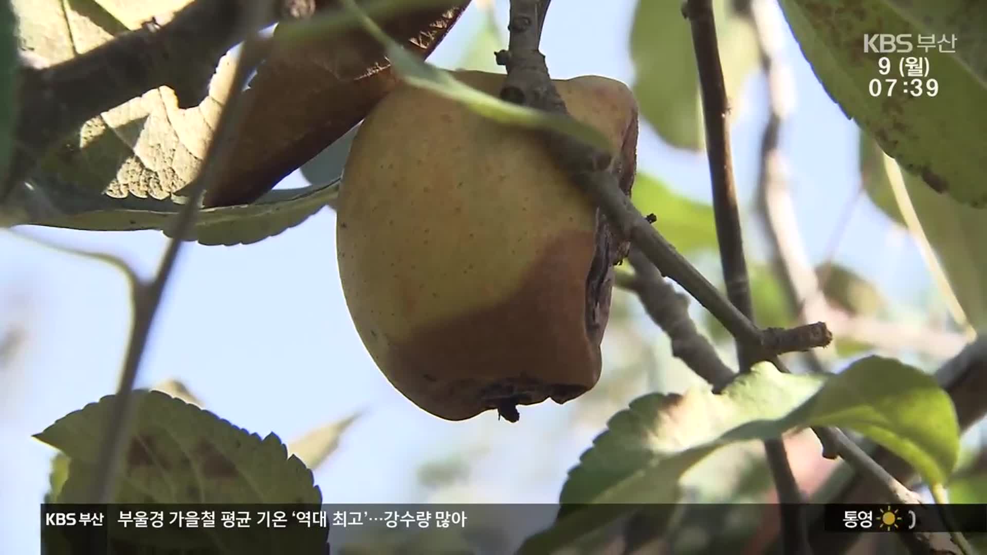 기후변화에 농촌 초토화…“재해보험 있으나마나”