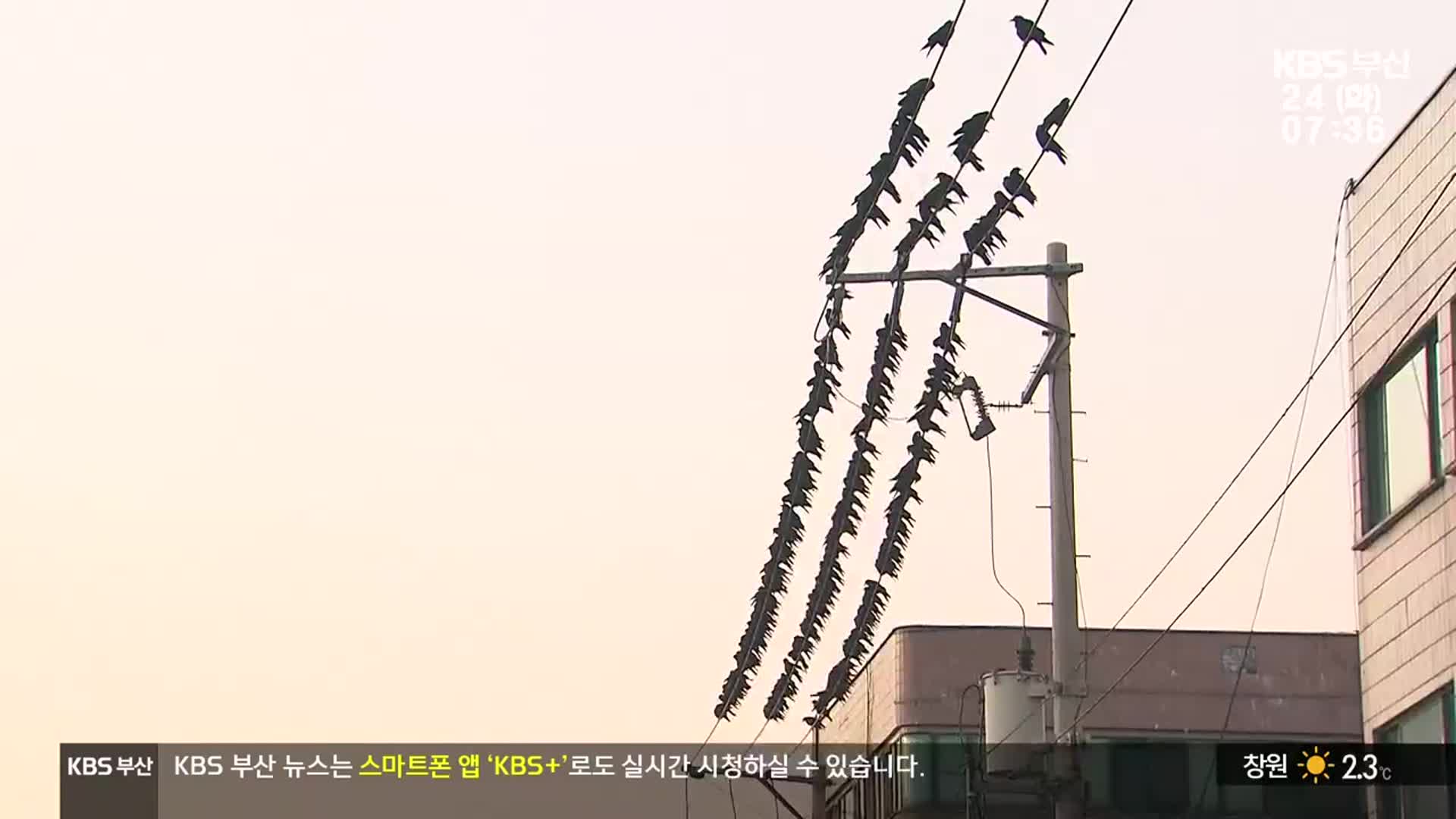 도심 ‘떼까마귀’ 피해 속출…대책 없나?