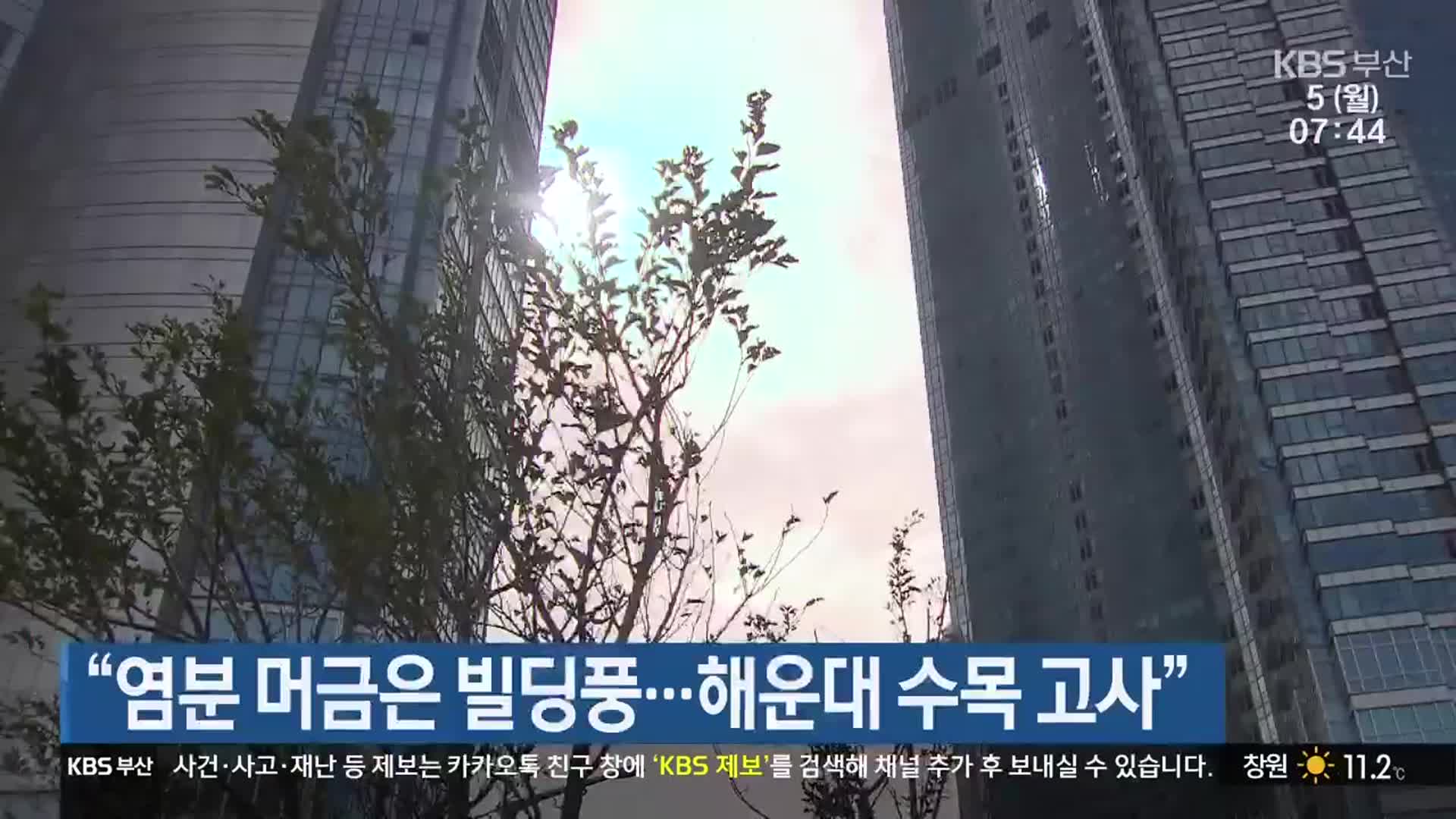 “염분 머금은 빌딩풍…해운대 수목 고사”