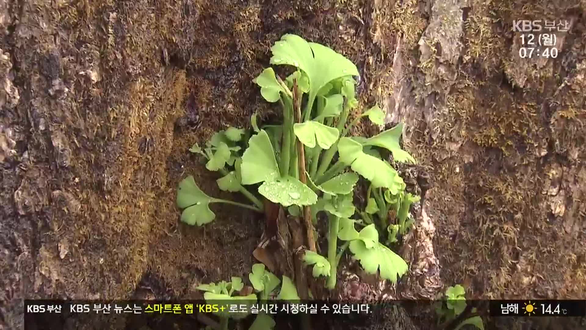 화마 소실 천년 은행나무, 소생 기원
