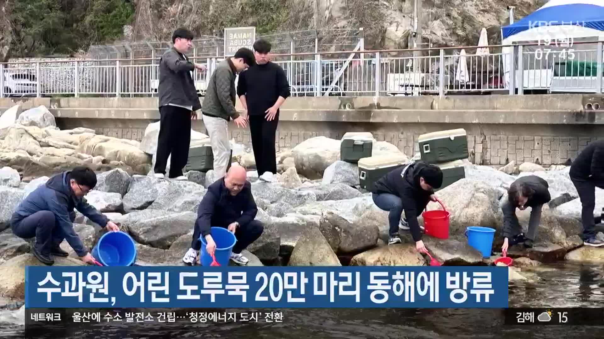 수과원, 어린 도루묵 20만 마리 동해에 방류