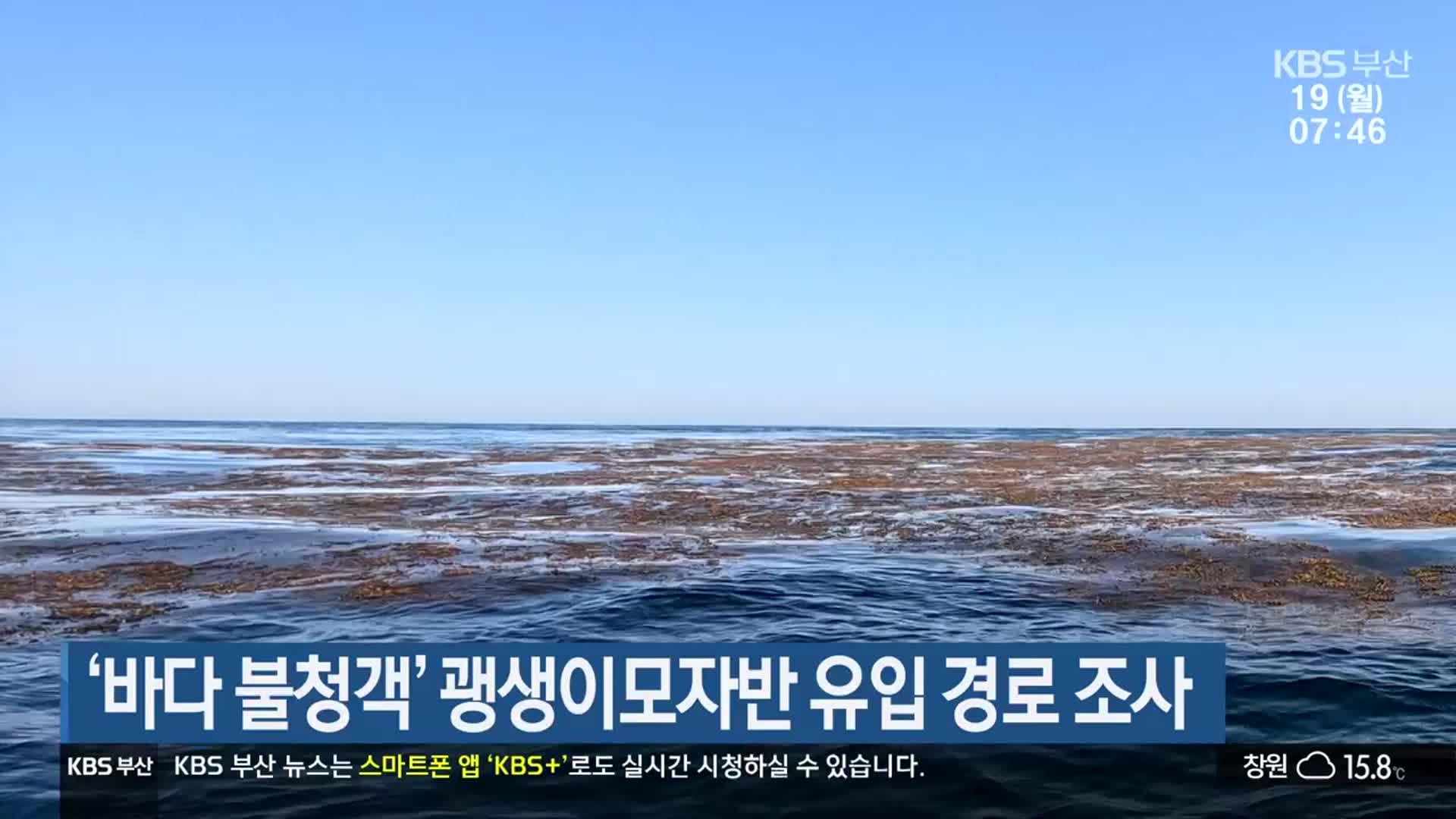 ‘바다 불청객’ 괭생이모자반 유입 경로 조사