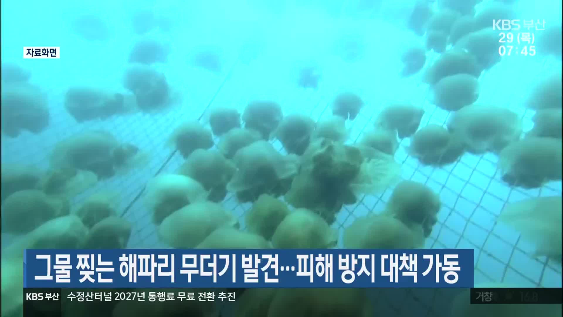 그물 찢는 해파리 무더기 발견…피해 방지 대책 가동