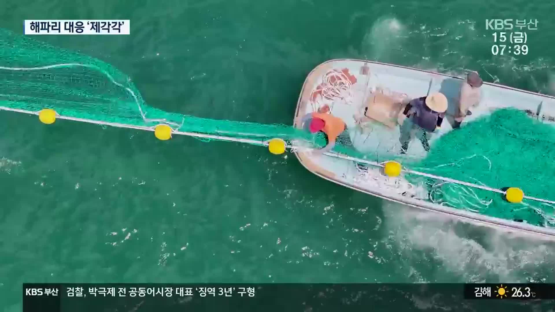 해파리 차단망 설치 제각각…쏘임 사고 기승