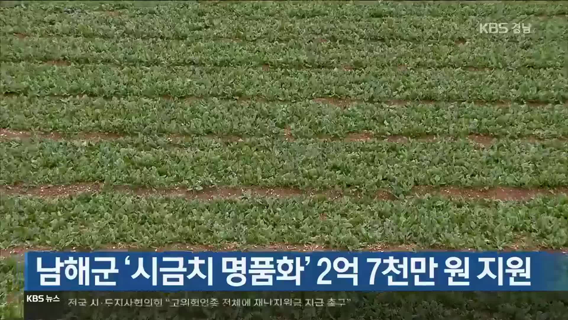 [간추린 경남] 남해군 ‘시금치 명품화’ 2억 7천만 원 지원