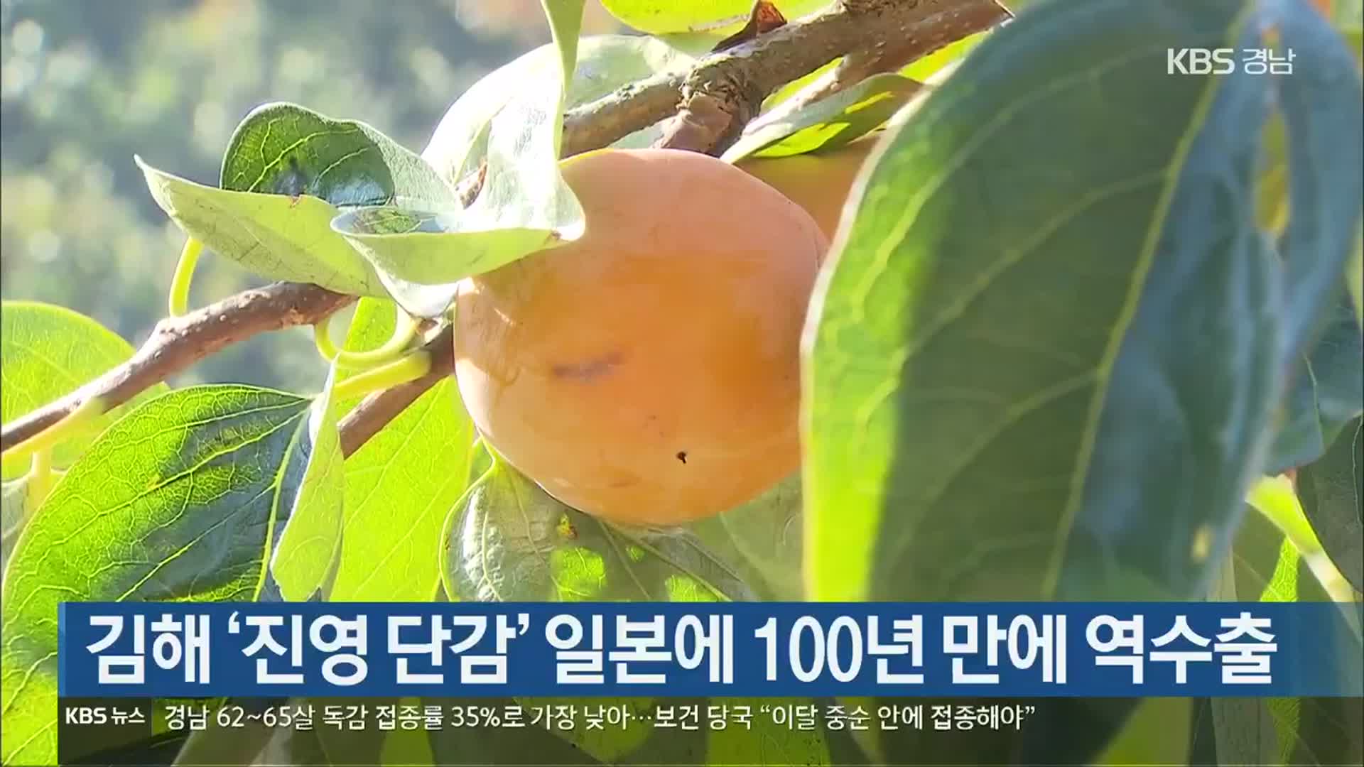 [간추린 경남] 김해 ‘진영 단감’ 일본에 100년 만에 역수출