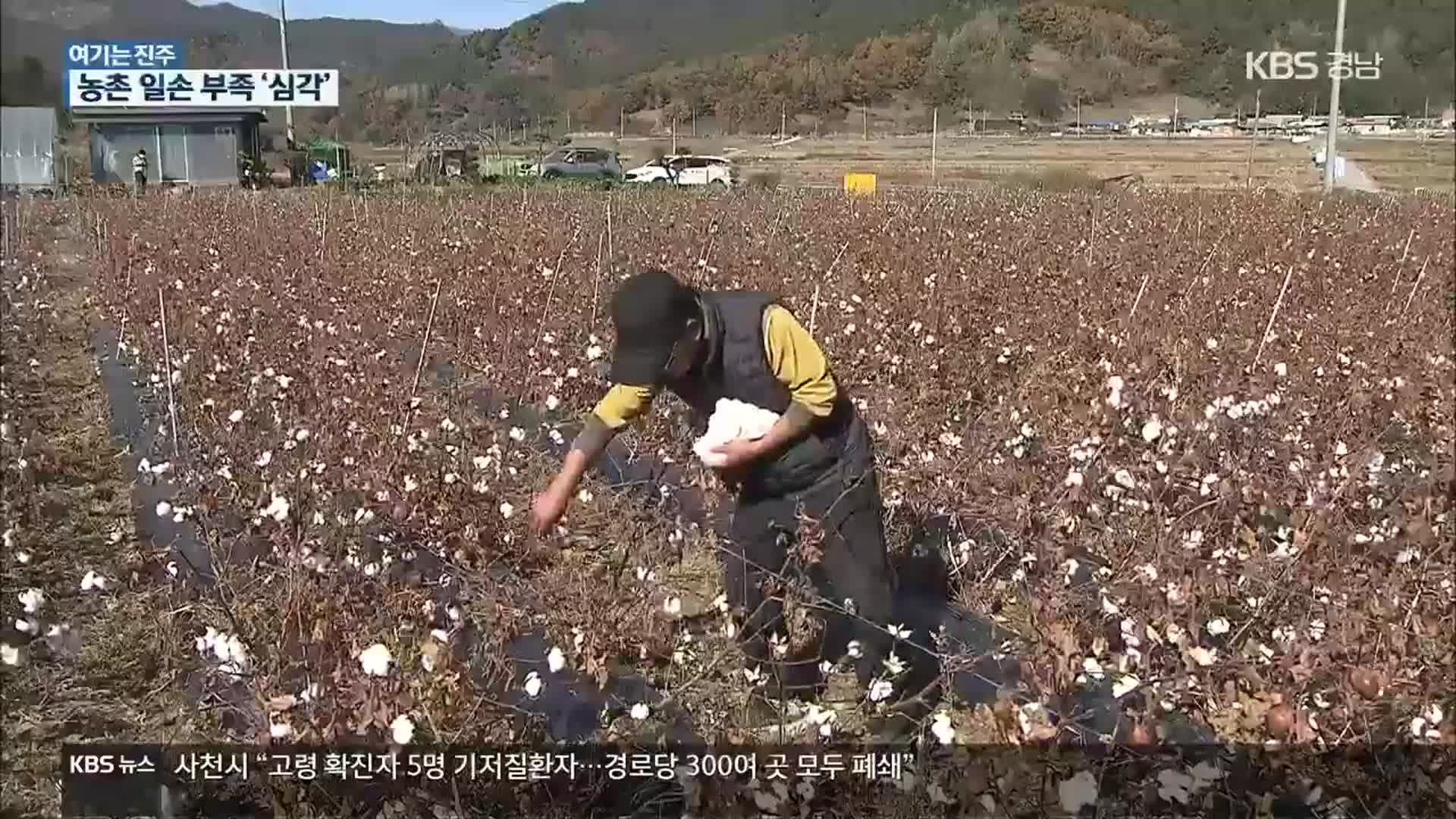 [여기는 진주] 외국인 노동자 없어 수확 힘들어…농촌 일손 돕기