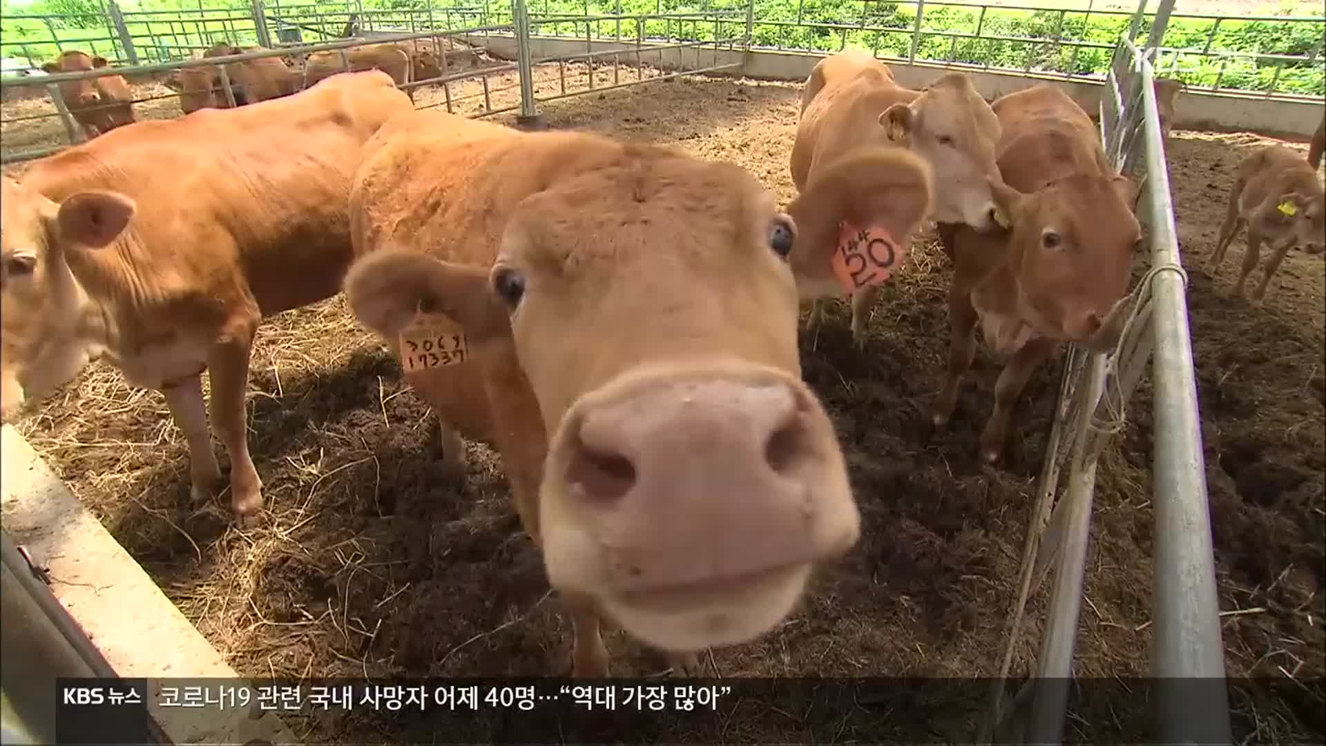 [여기는 진주] ‘소’ 관련 경남 지명 96곳…“우직함과 부의 상징”