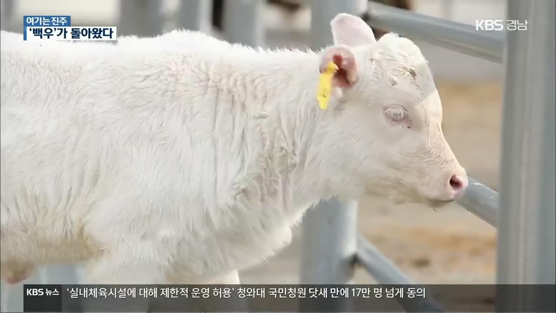 [여기는 진주] 멸종위기 ‘백우’ 복원…희소 한우 증식 박차