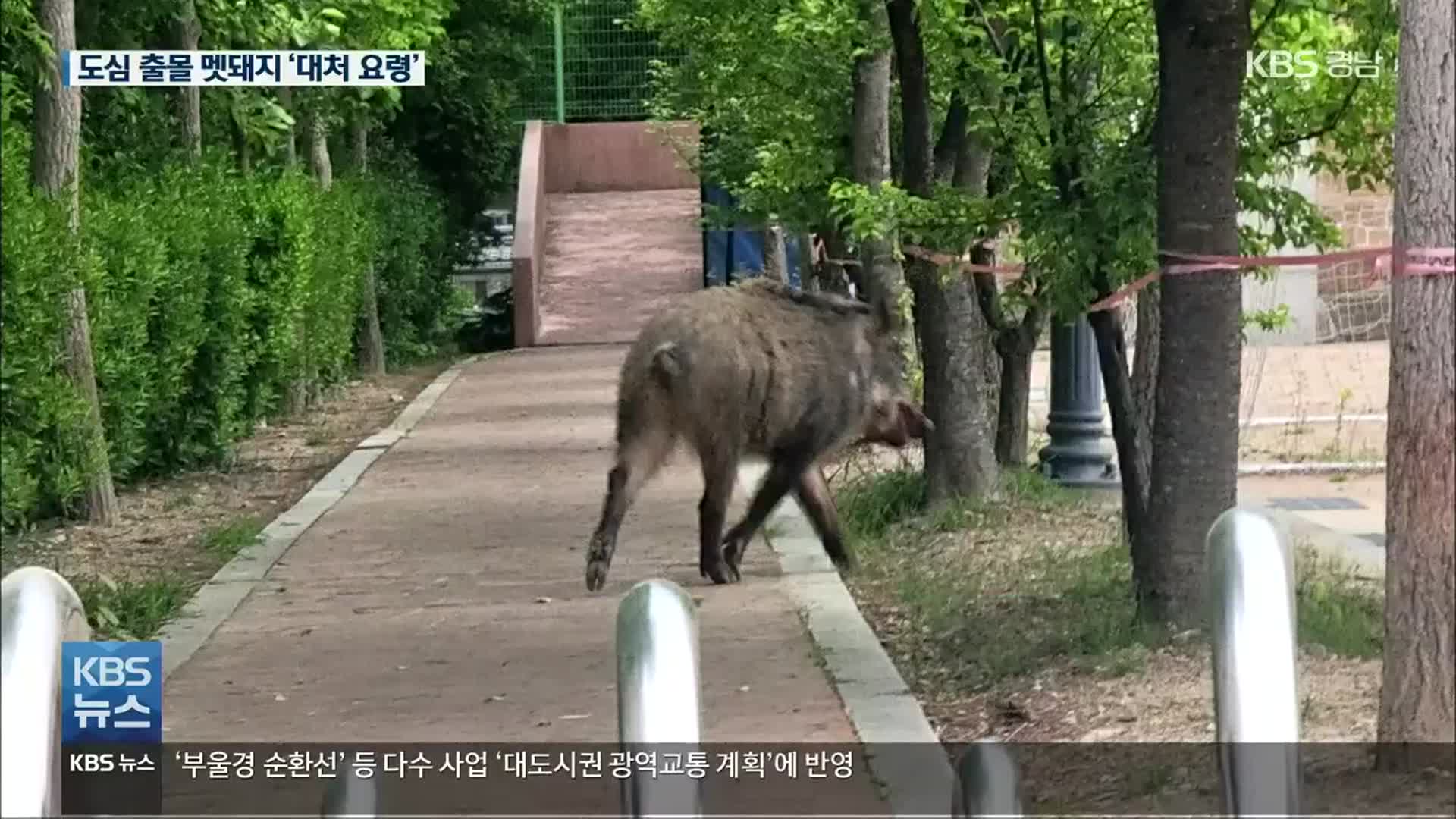 “멧돼지가 내려왔다” 도심 출몰 대처법