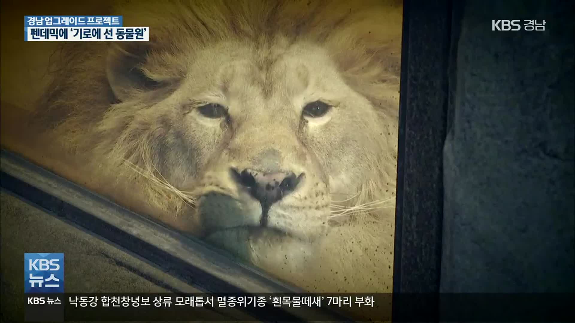 [경남 UP!] 코로나19 펜데믹 속 기로에 선 동물원