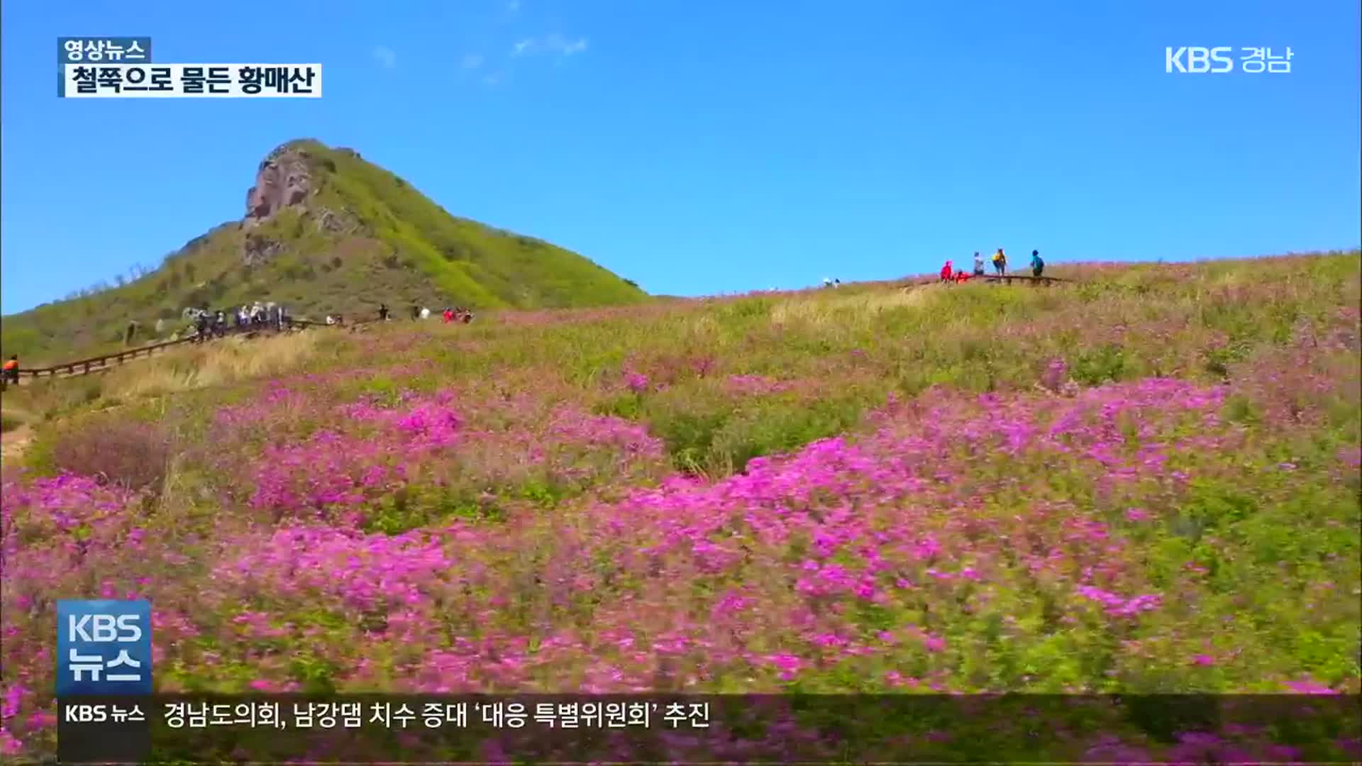 [영상] 황매산에 펼쳐진 분홍빛 융단