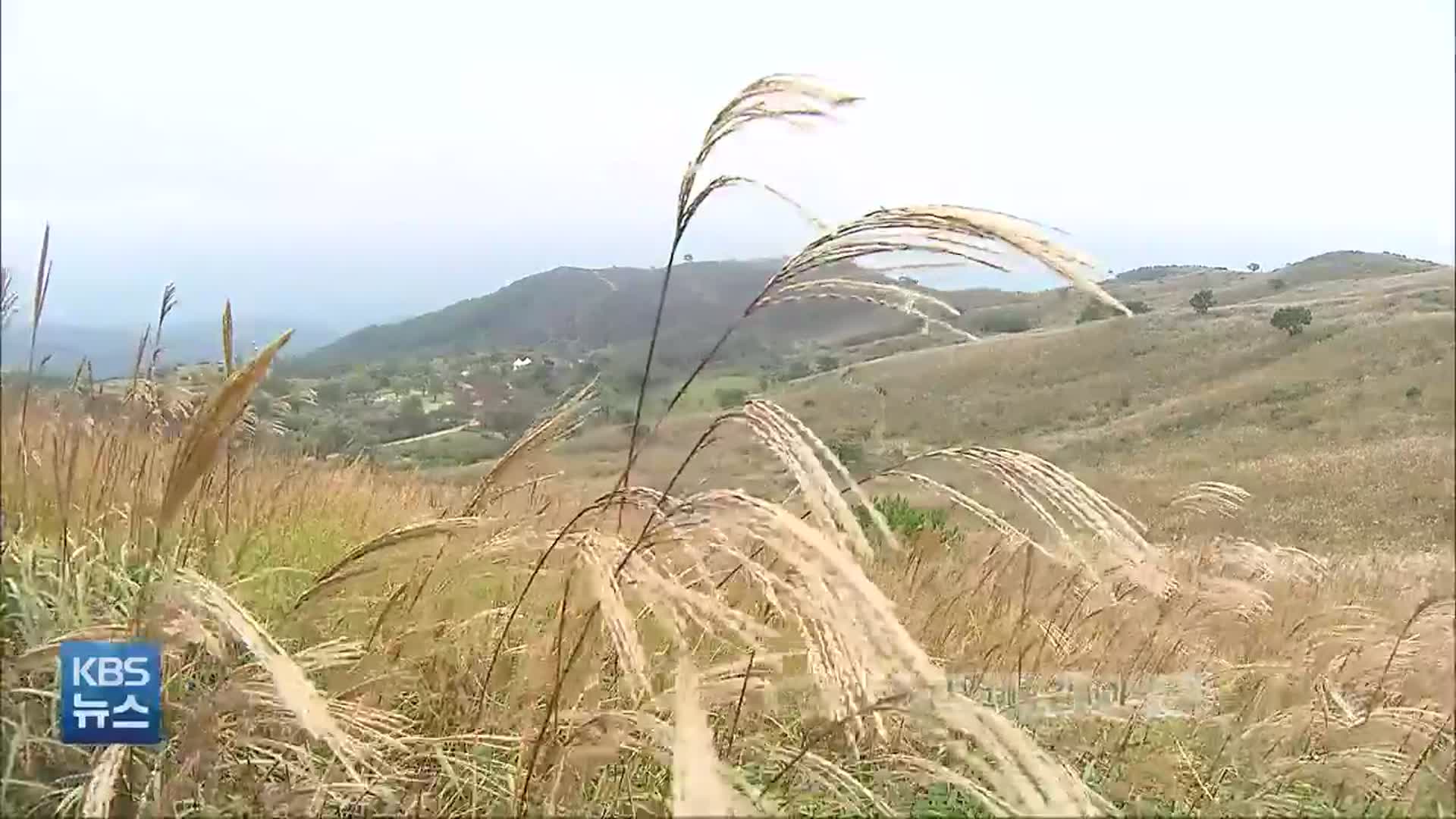 [영상] 무르익는 가을…은빛으로 물든 황매산