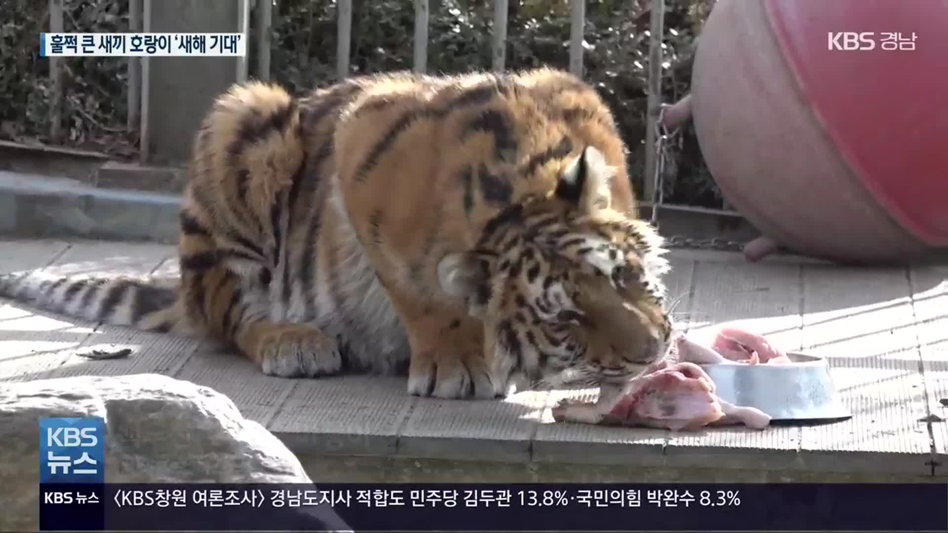 훌쩍 큰 백두산 호랑이 ‘미령이’…“새해 기대돼요”