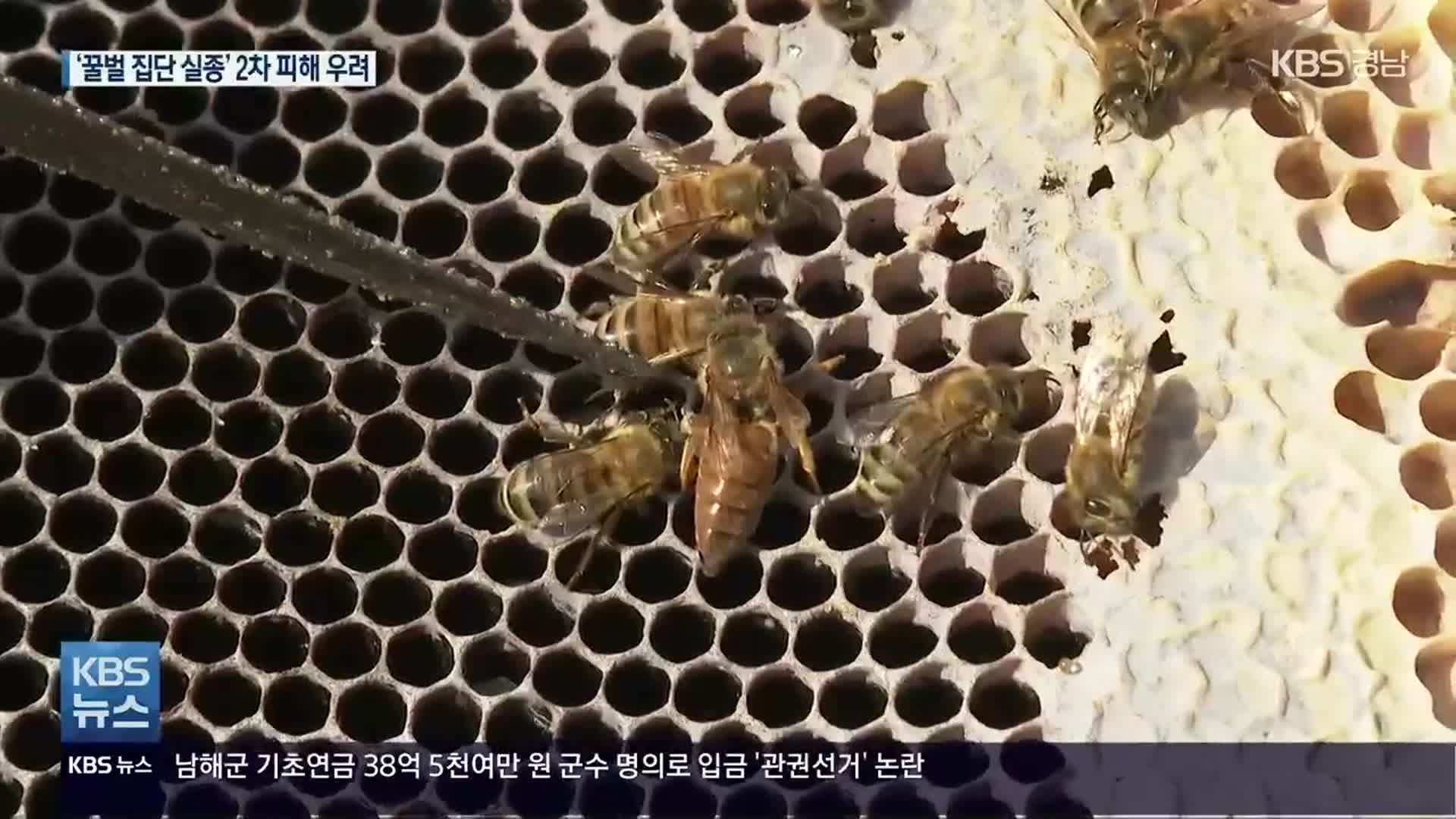 ‘꿀벌 집단 실종’…채소·과일 농가 2차 피해 우려