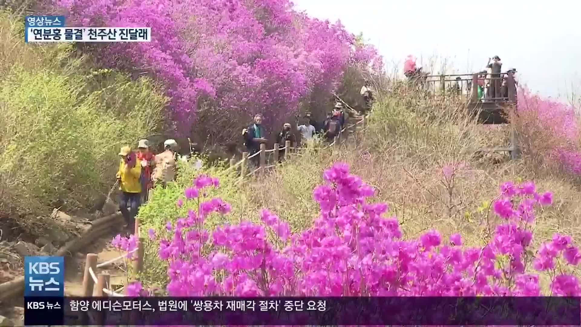 [영상] ‘연분홍 물결’ 천주산 진달래