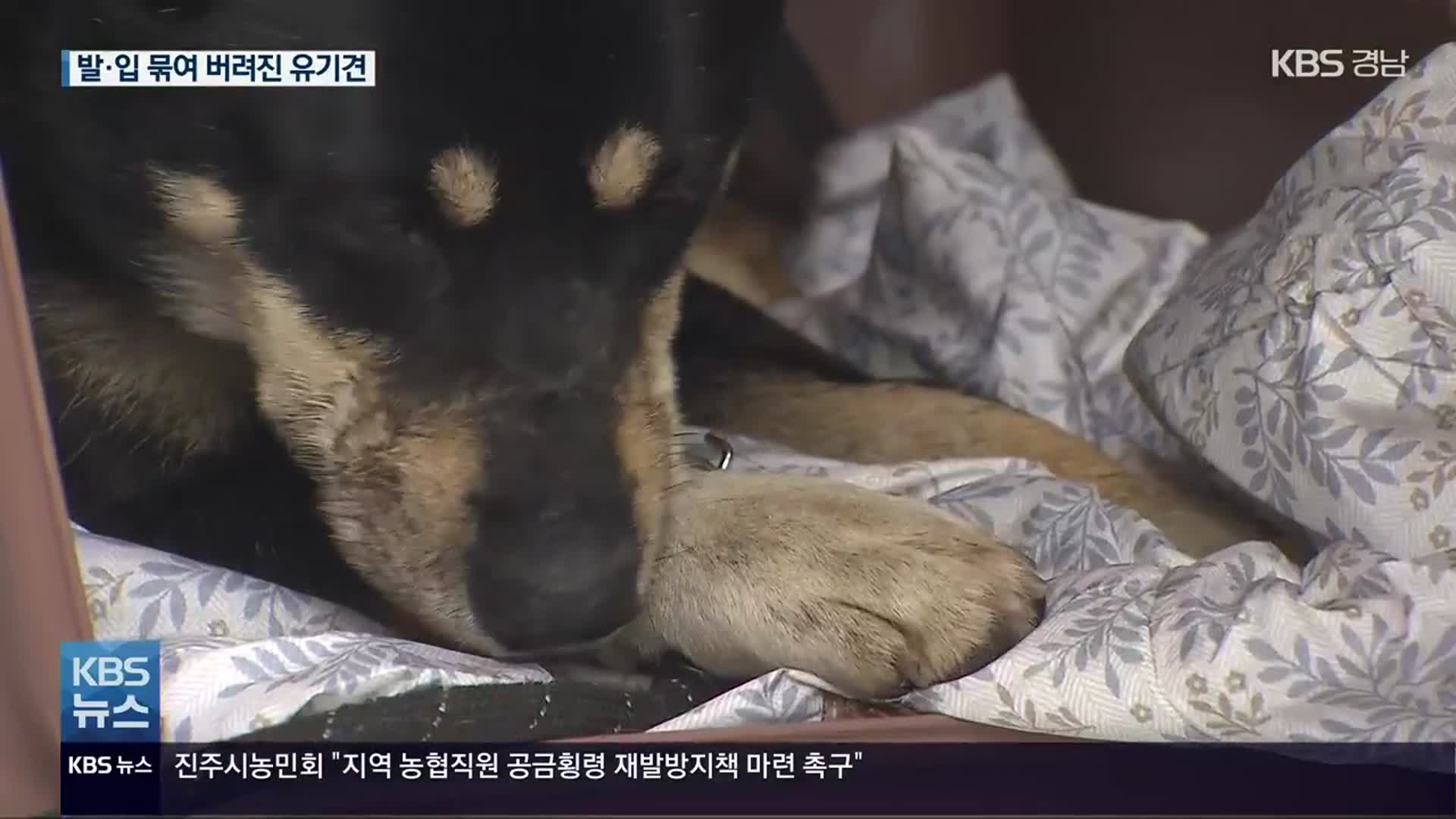 주둥이·발 묶인 채 버려진 유기견 “의도적 학대”…경찰 수사 착수