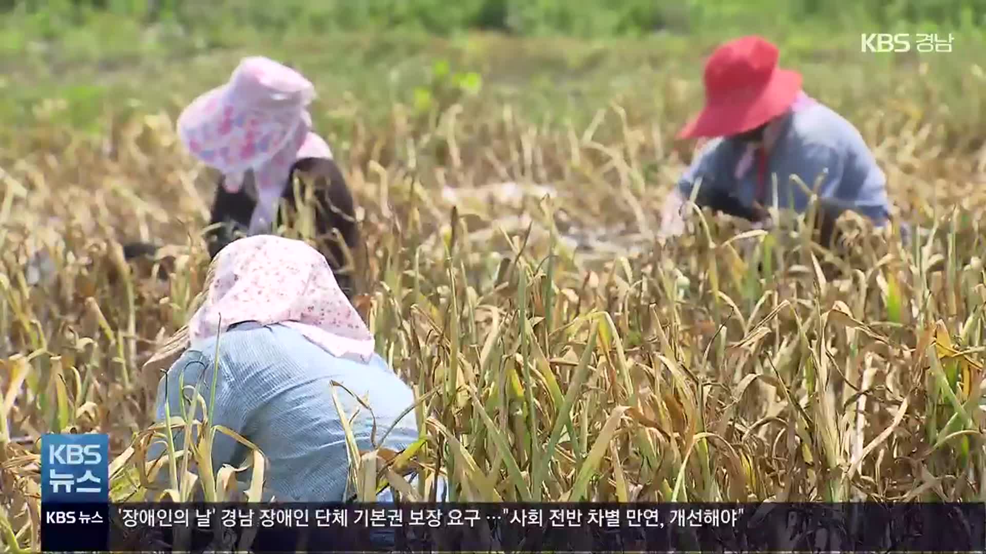 [풀뿌리 언론K] 아파도 치료 못 받는 이주 여성들