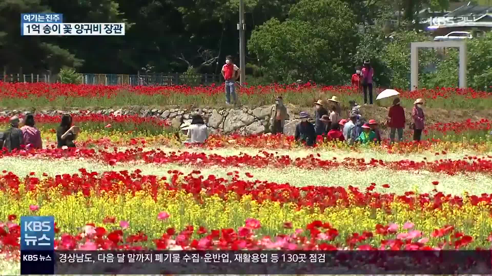 [여기는 진주] 들판 수놓은 1억 송이 ‘형형색색 꽃 양귀비’