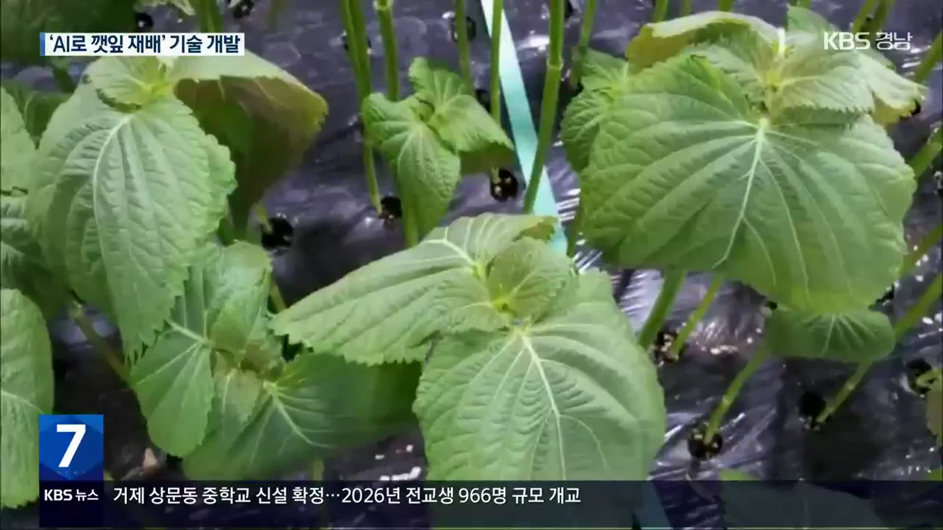 깻잎 AI기술 개발…아마존과 손잡고 농업혁신