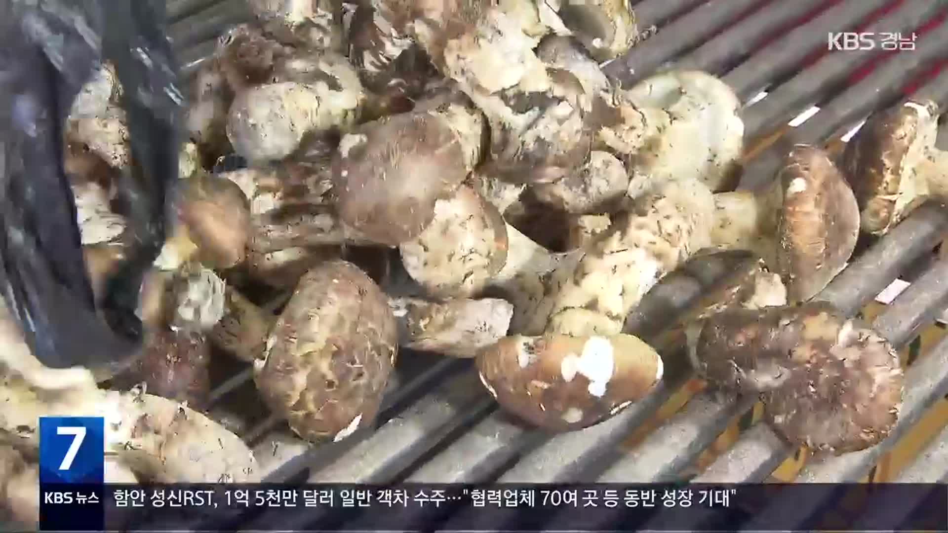 ‘금송이’ 된 송이버섯…1kg 백만 원에 조기 폐장까지