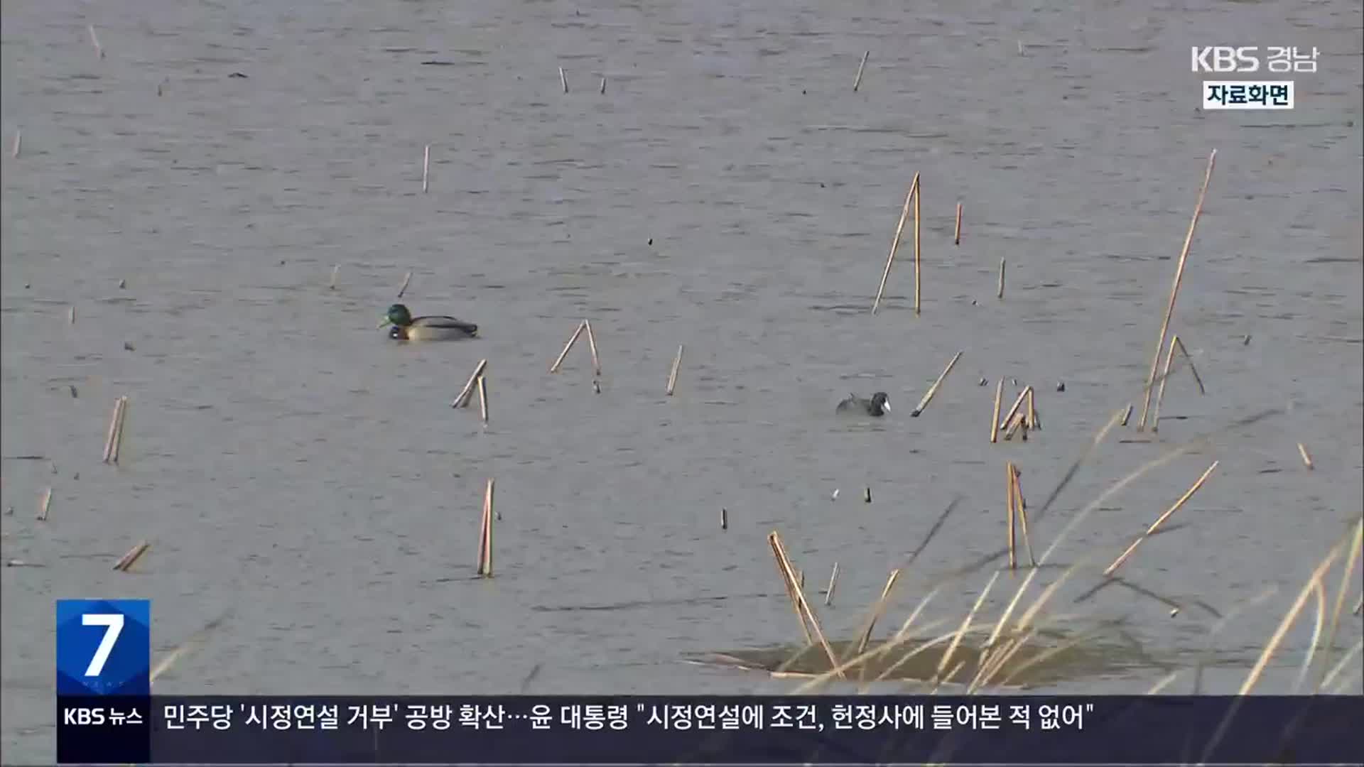 [간추린 경남] 김해 사촌천 조류 ‘고병원성 인플루엔자’ 확진 외