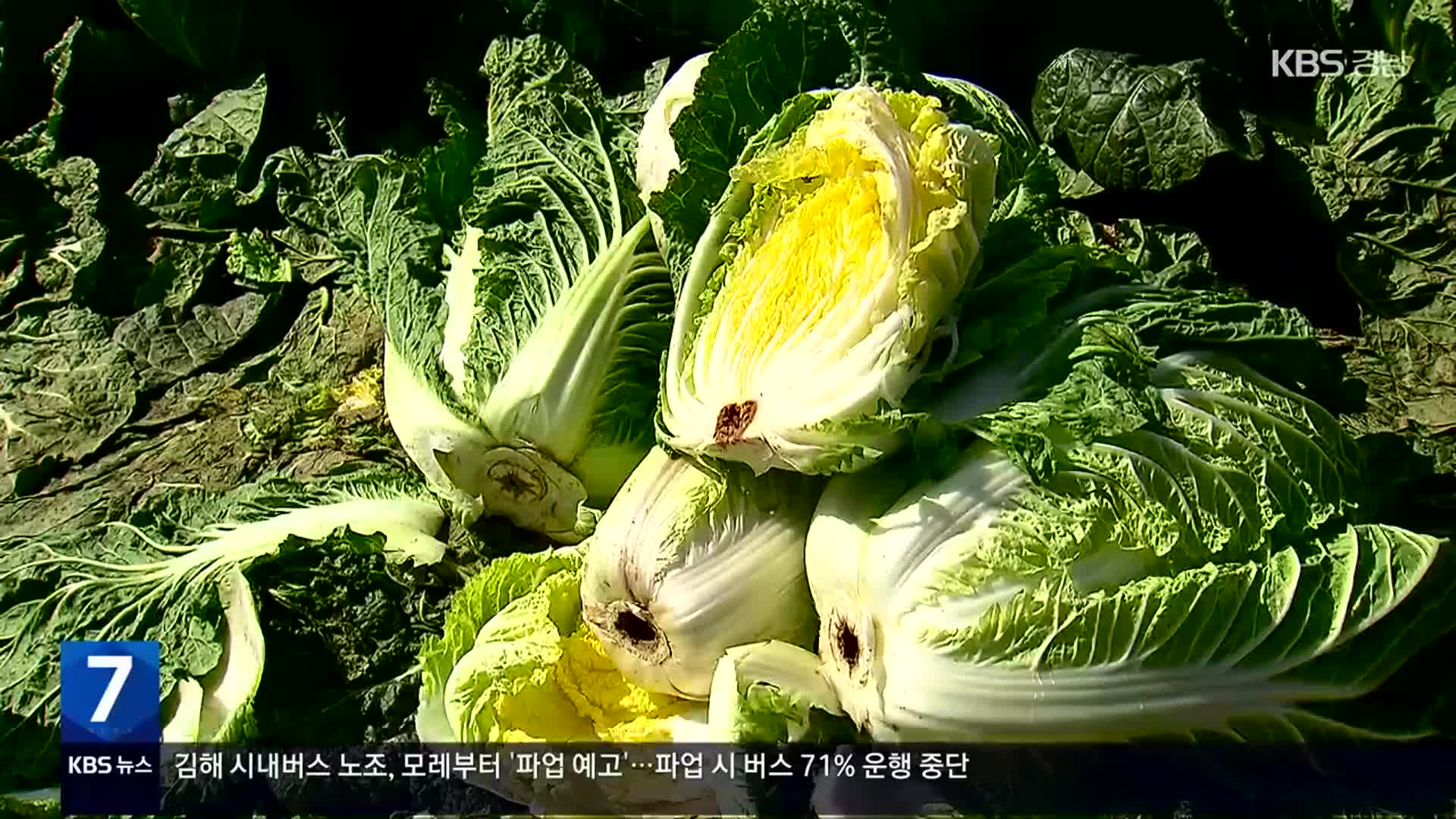 금값에서 1/3 토막…배추값 급락세 전환