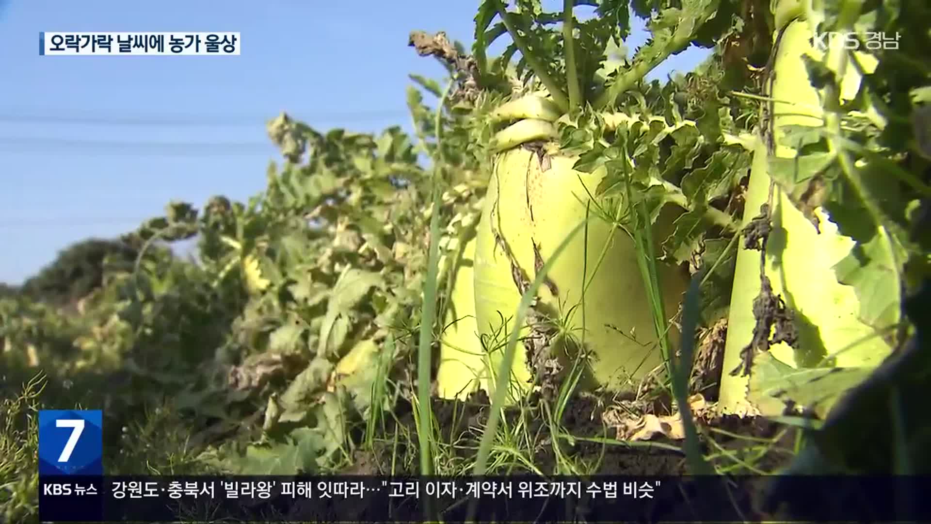 한파 지나자 봄 날씨…이상 기후에 농가 울상